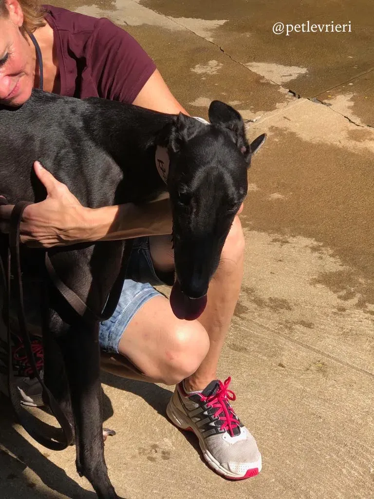 6 greatidol.com adozione greyhound macao