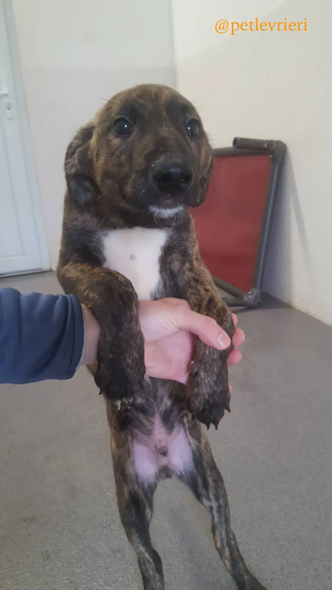 6 gus adozione levrieri greyhound