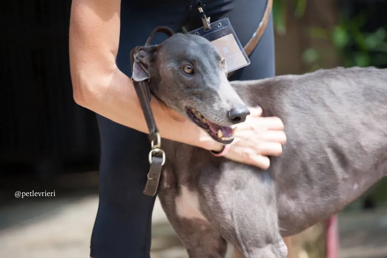 6 hacker adozione greyhound macao