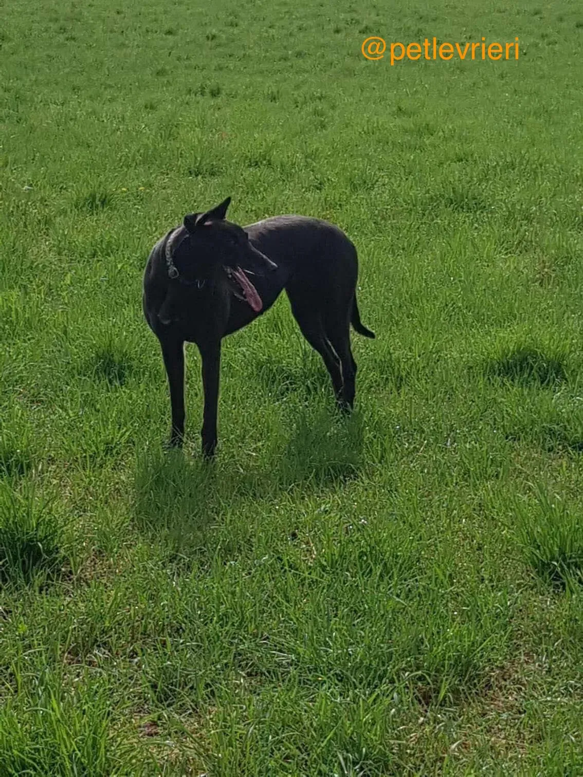 6 halla adozione levrieri greyhound