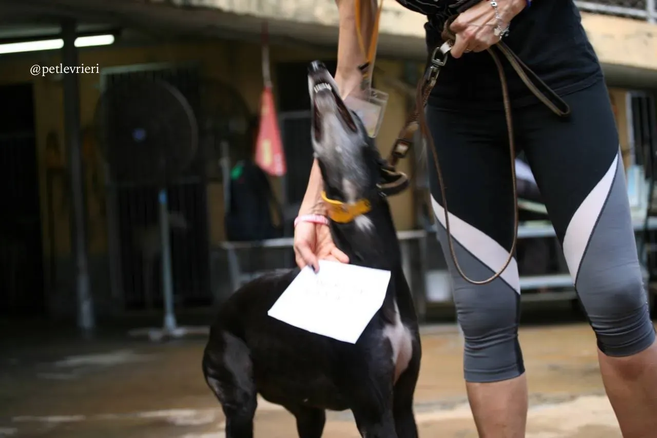 6 hang kei star adozione greyhound macao