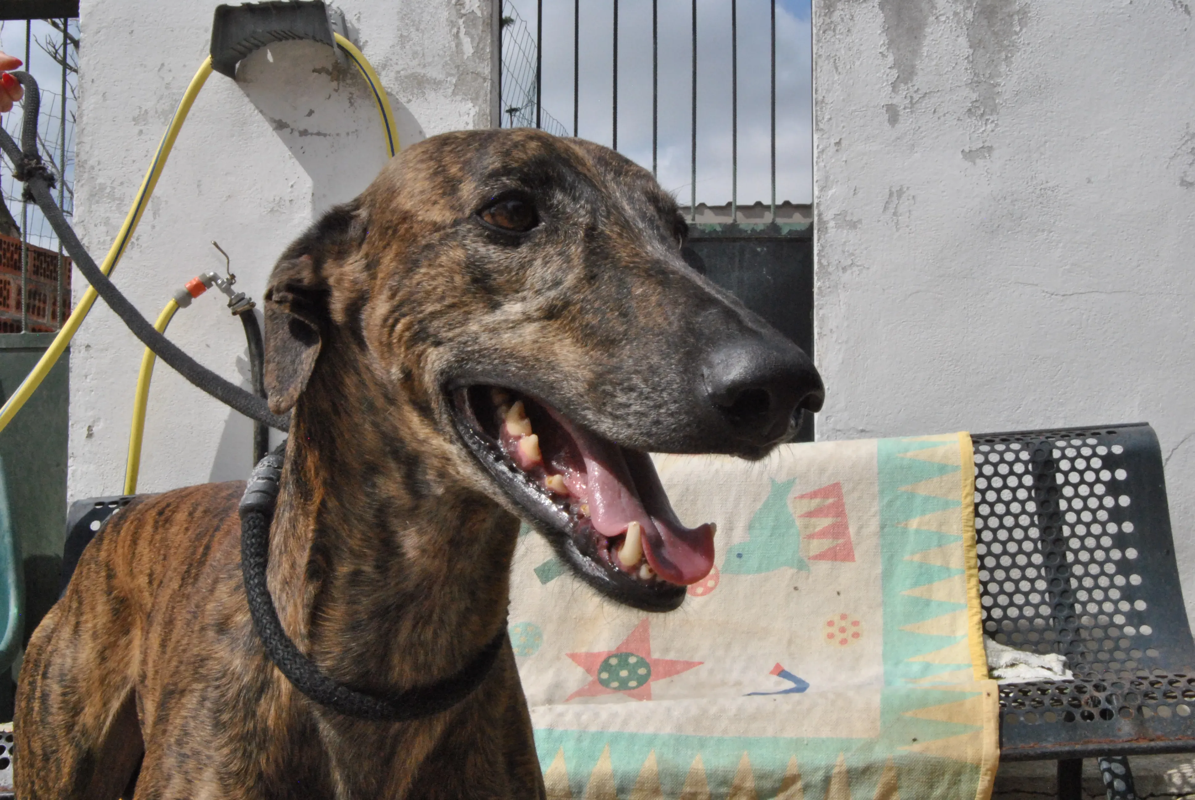 6 hercules adozione levrieri galgo