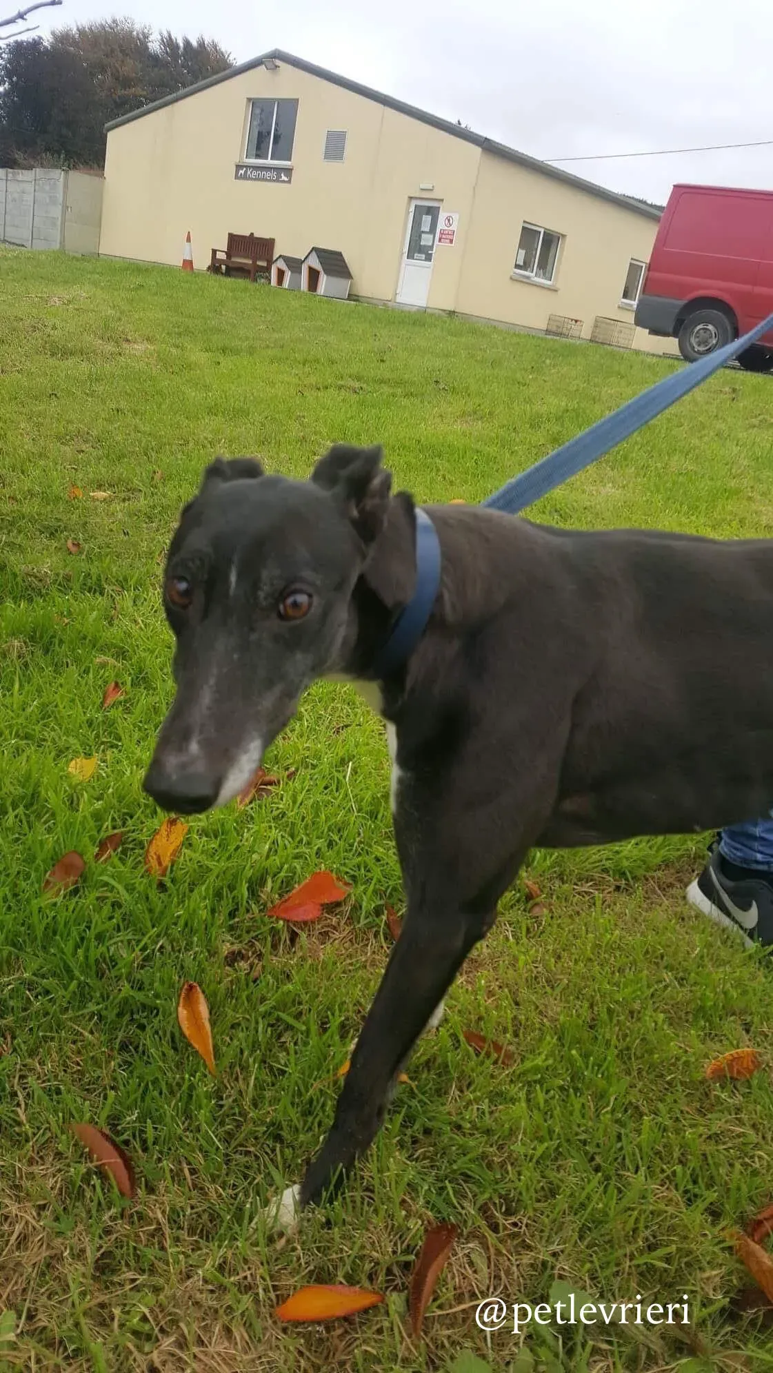 6 hilary adozione levrieri greyhound