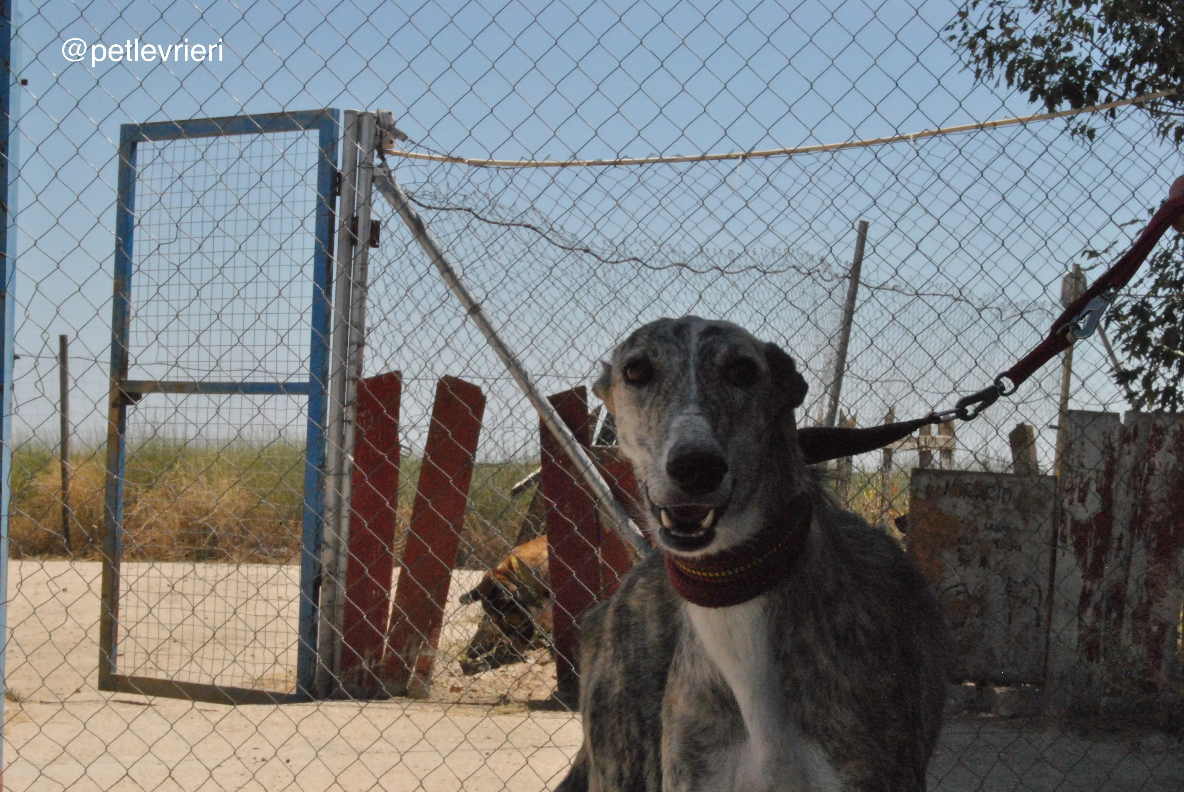 6 hispano adozione levrieri galgo