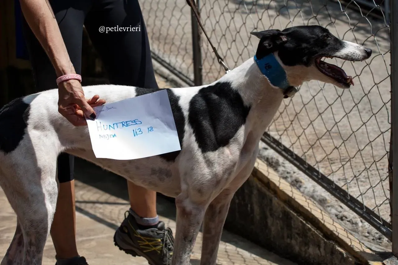 6 huntress adozione greyhound macao