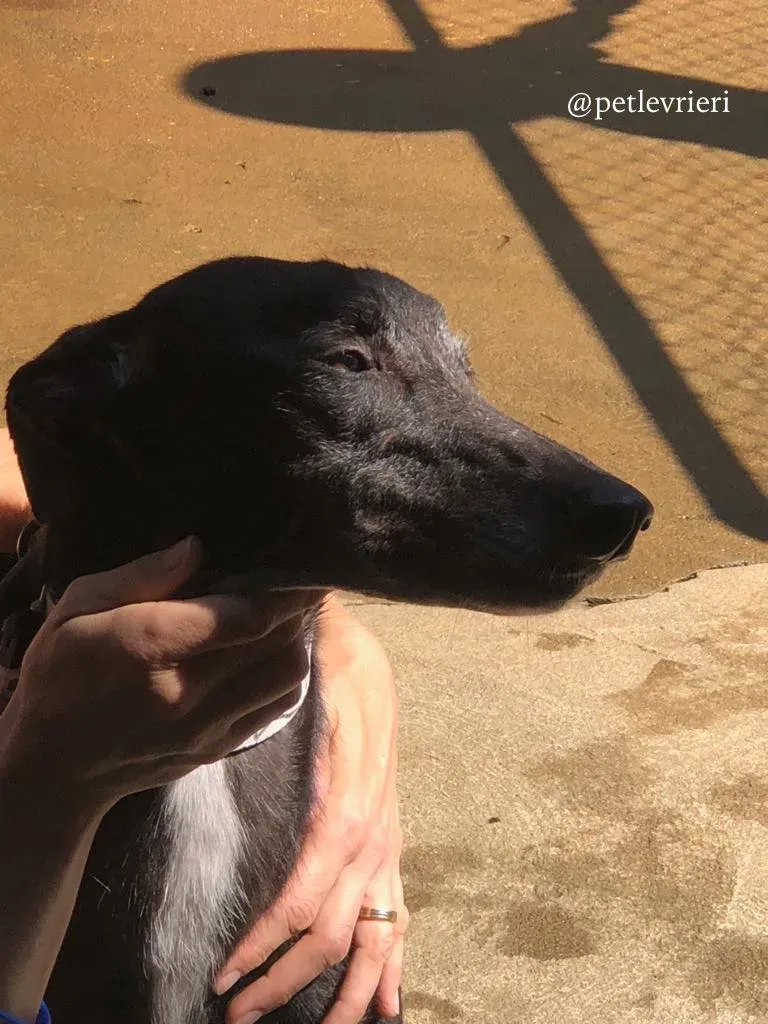 6 hurcan adozione greyhound macao