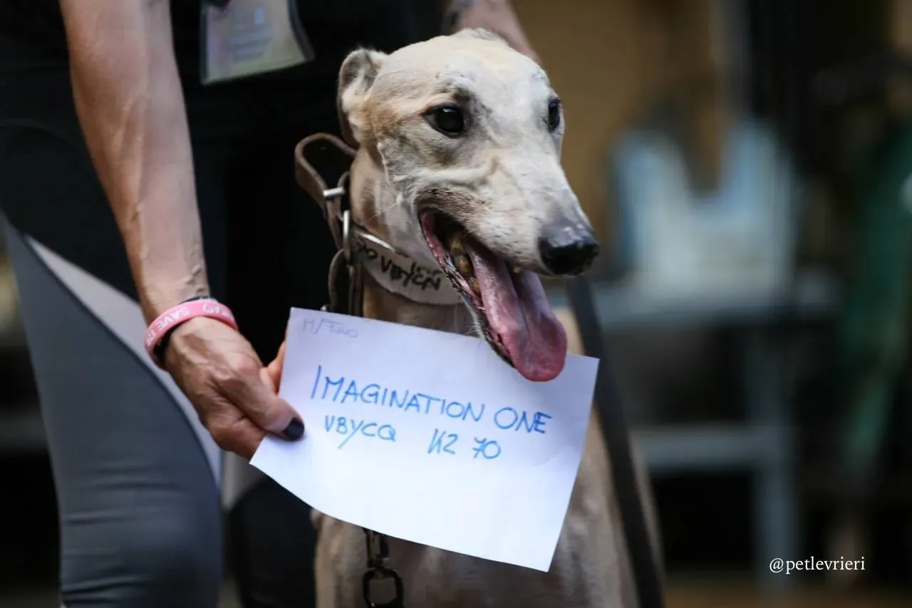 6 imagination one adozione greyhound macao