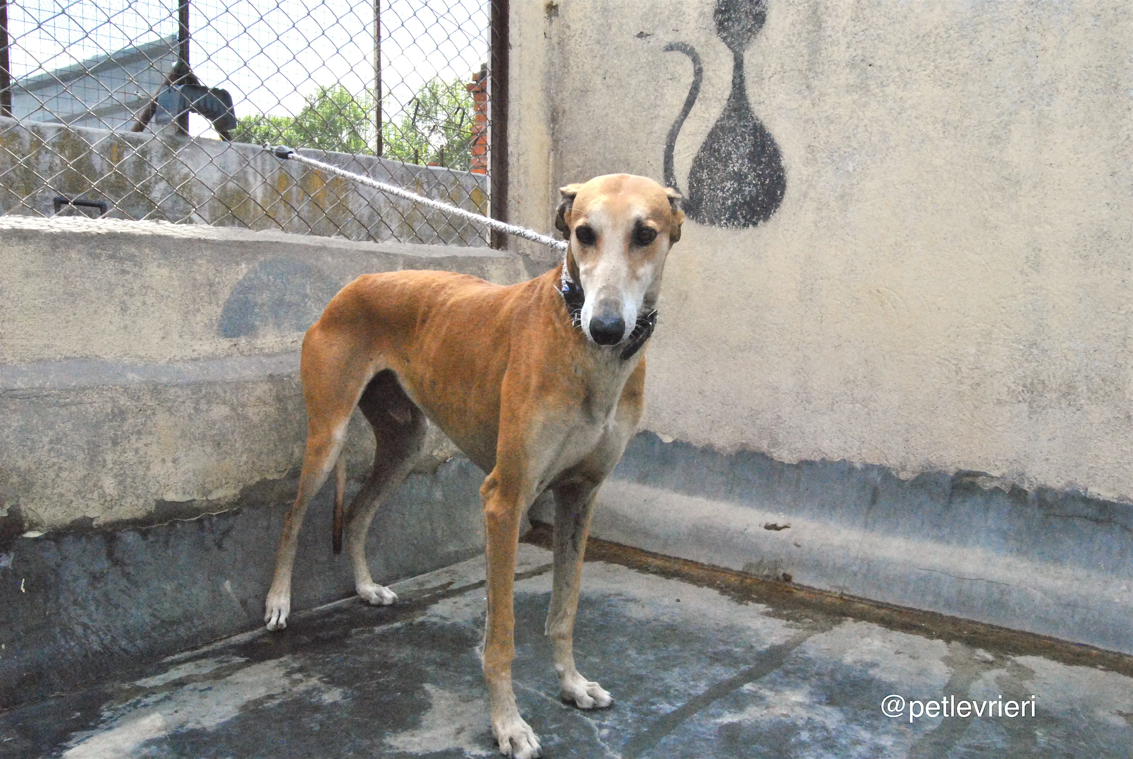 6 imperio adozione levrieri galgo