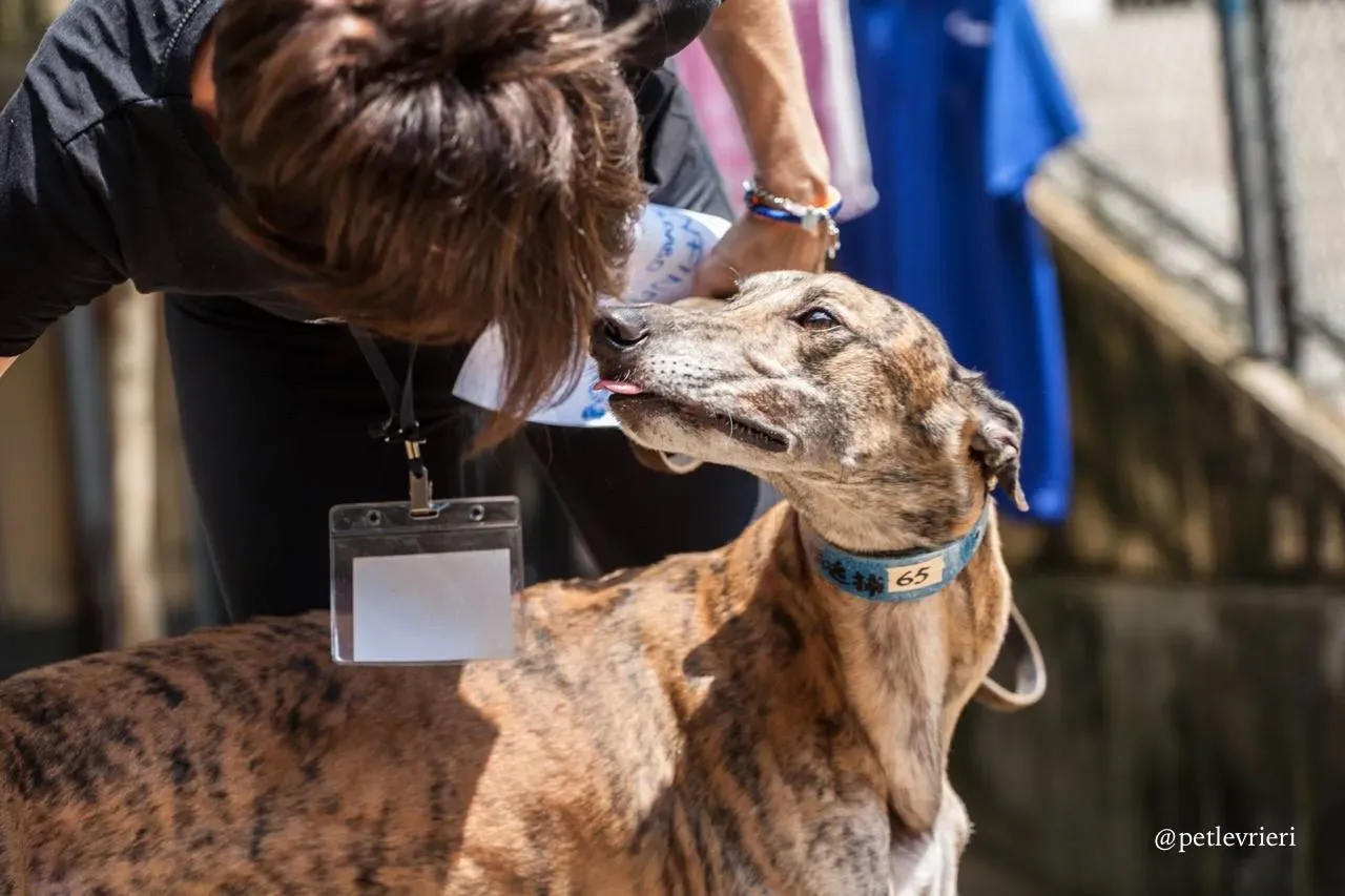 6 infinite tron adozione greyhound macao