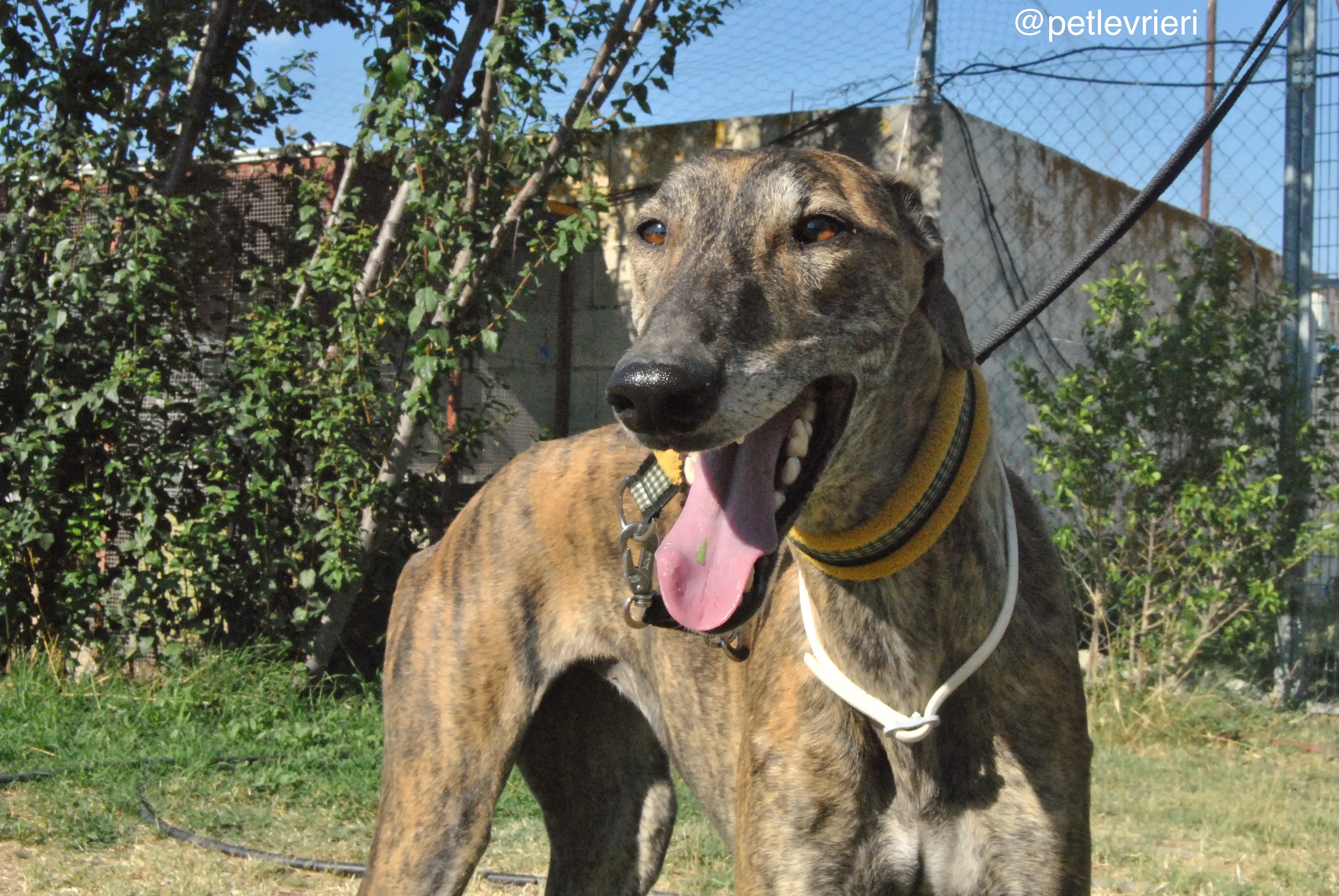 6 jara adozione levrieri galgo 1