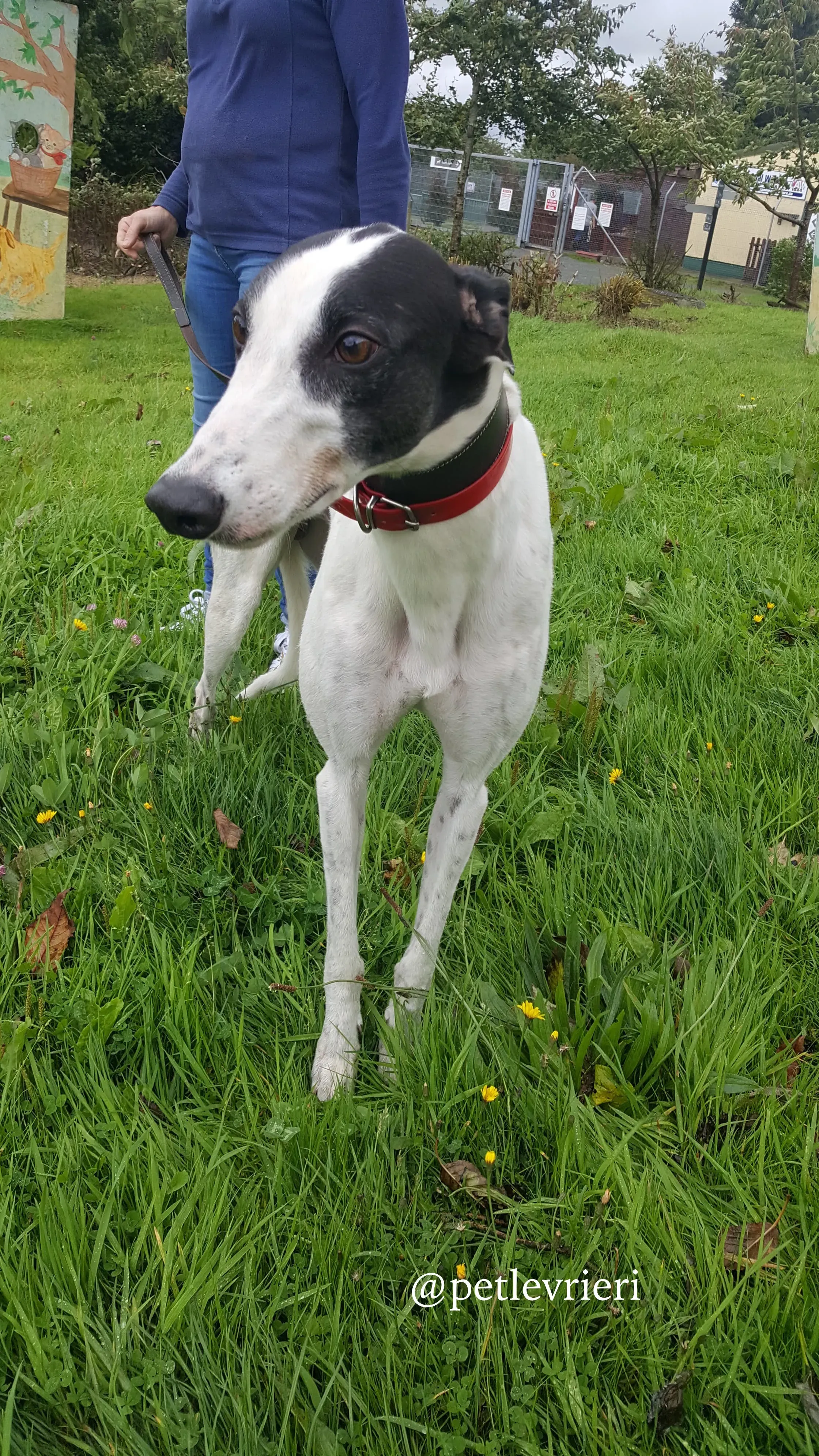 6 jay adozione greyhound