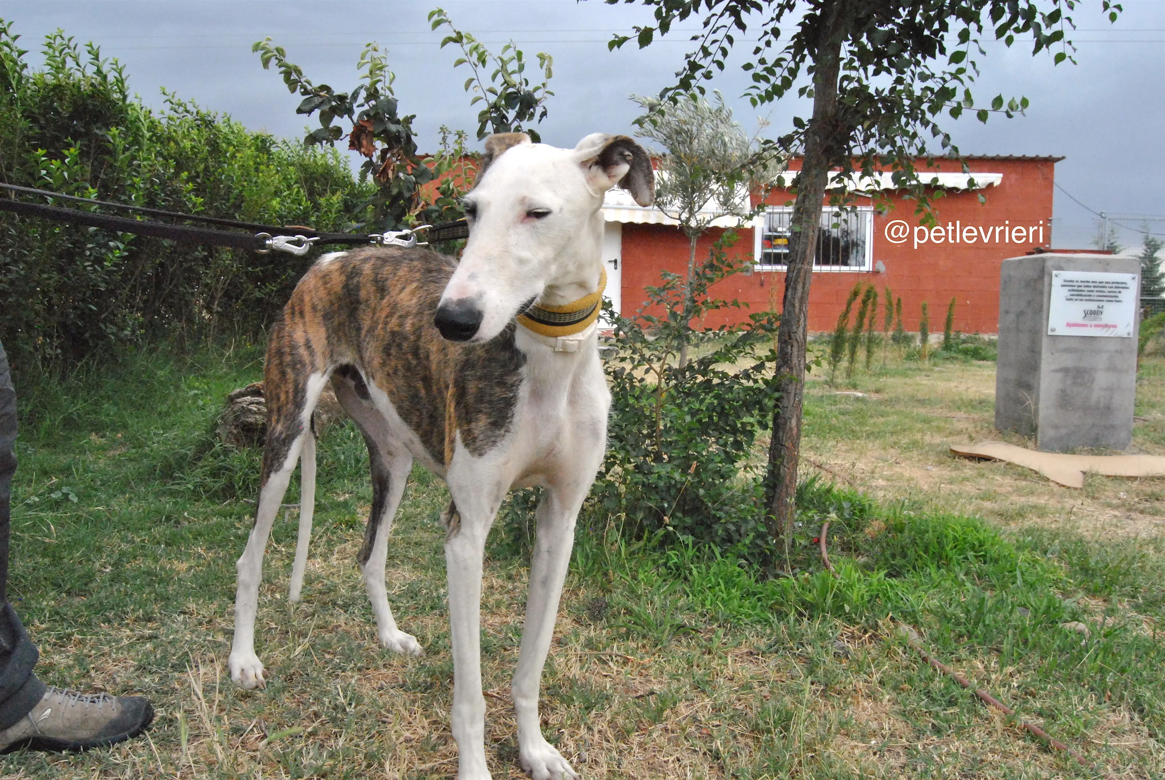 6 josua adozione levrieri galgo