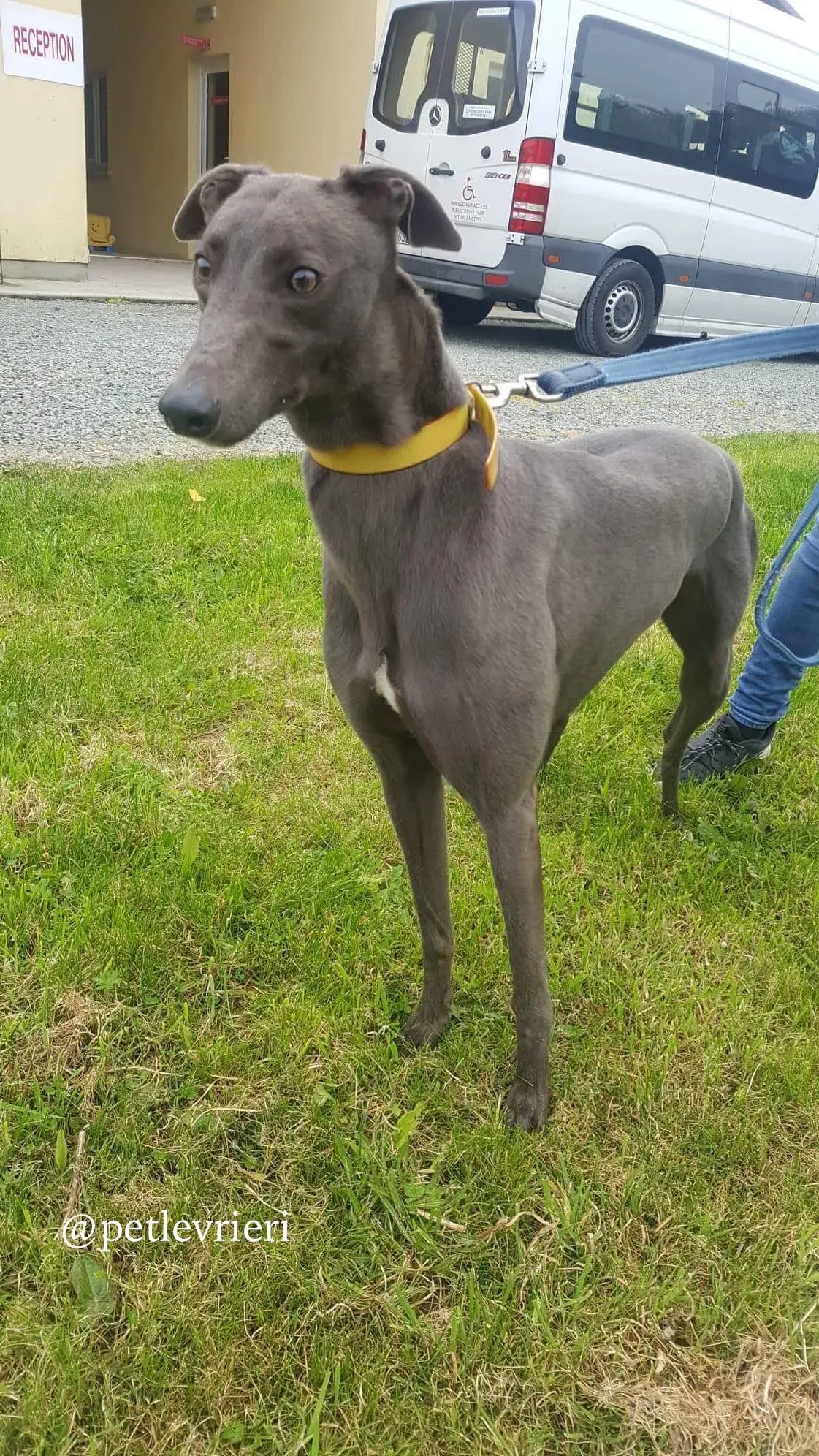 6 joy adozione levrieri greyhound