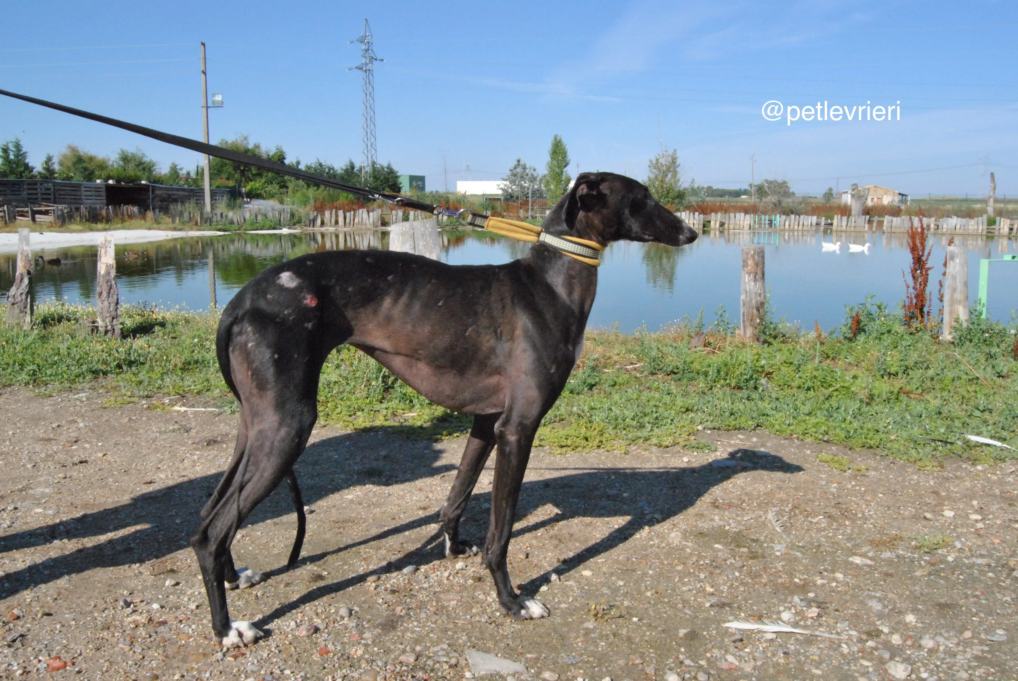 6 lacompleta adozione levrieri galgo