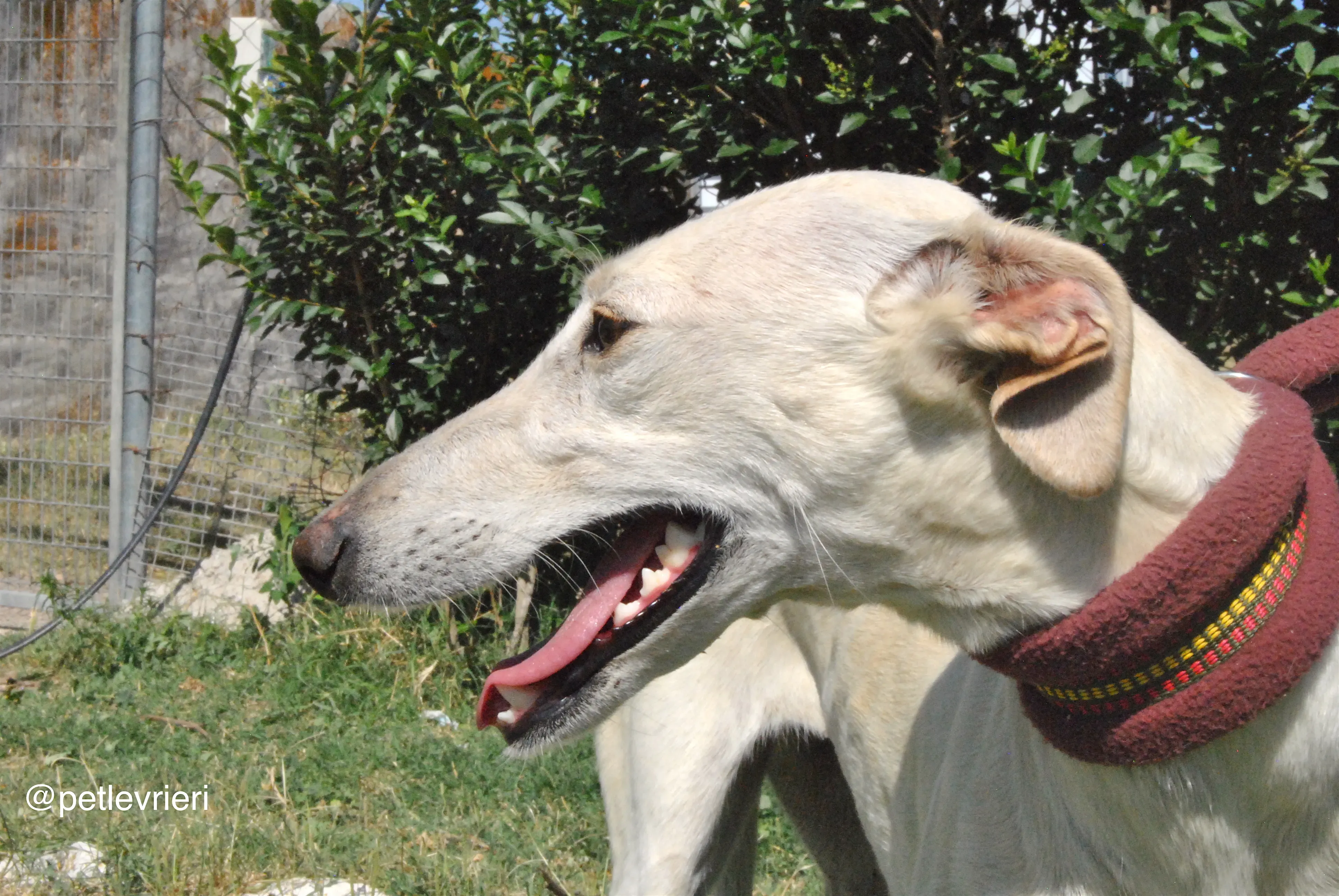 6 laila adozione levrieri galgo