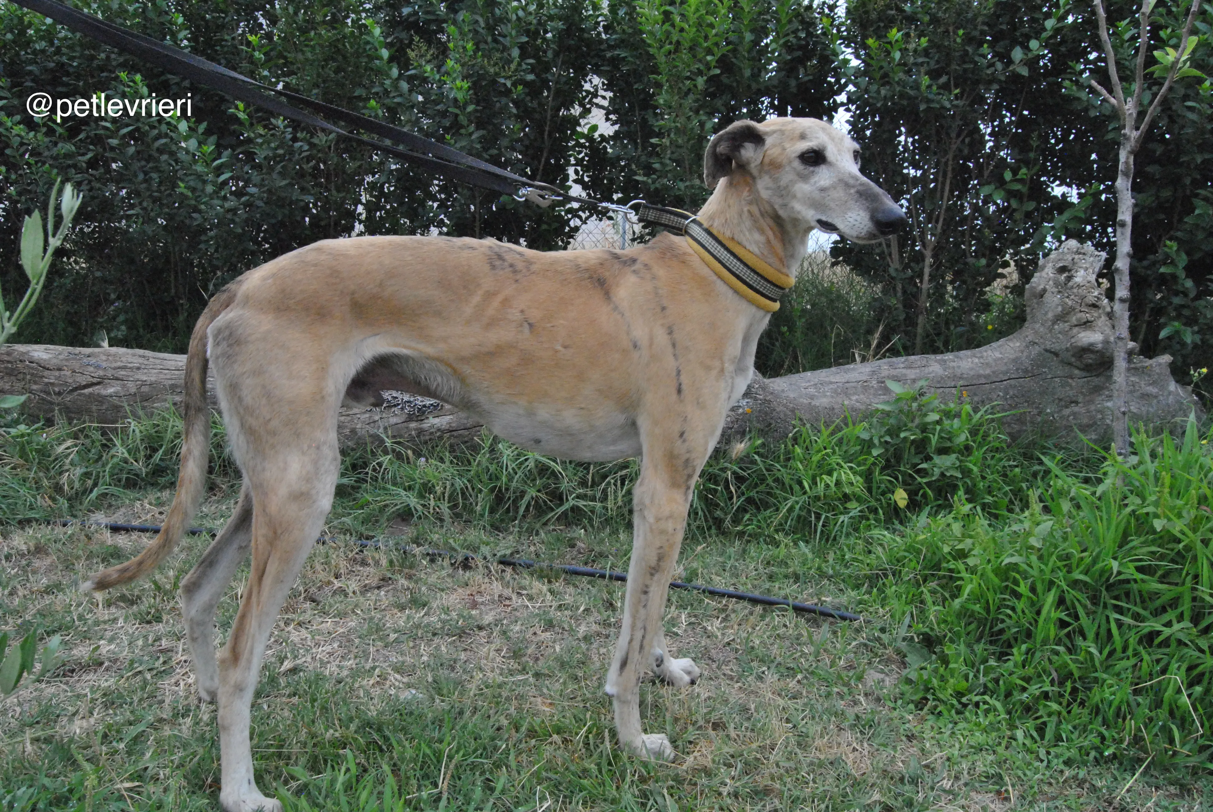6 lambie adozione levrieri galgo