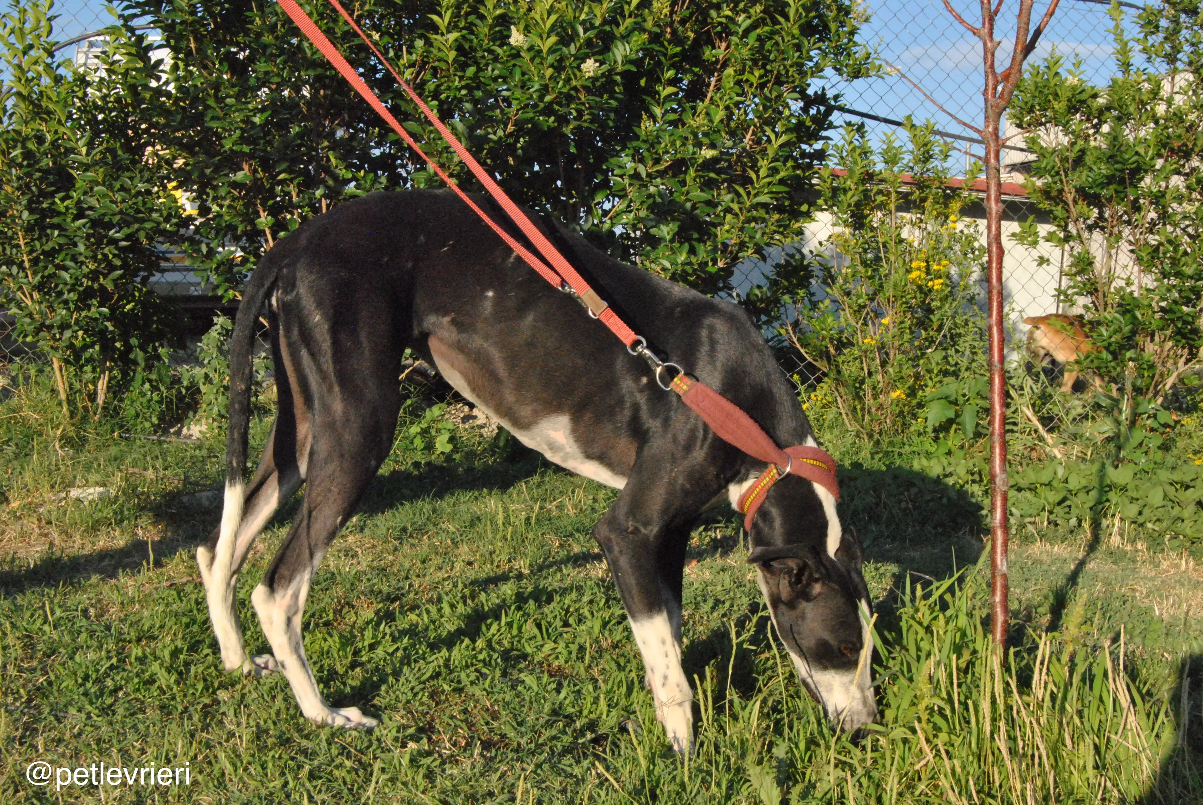 6 lili adozione levrieri galgo