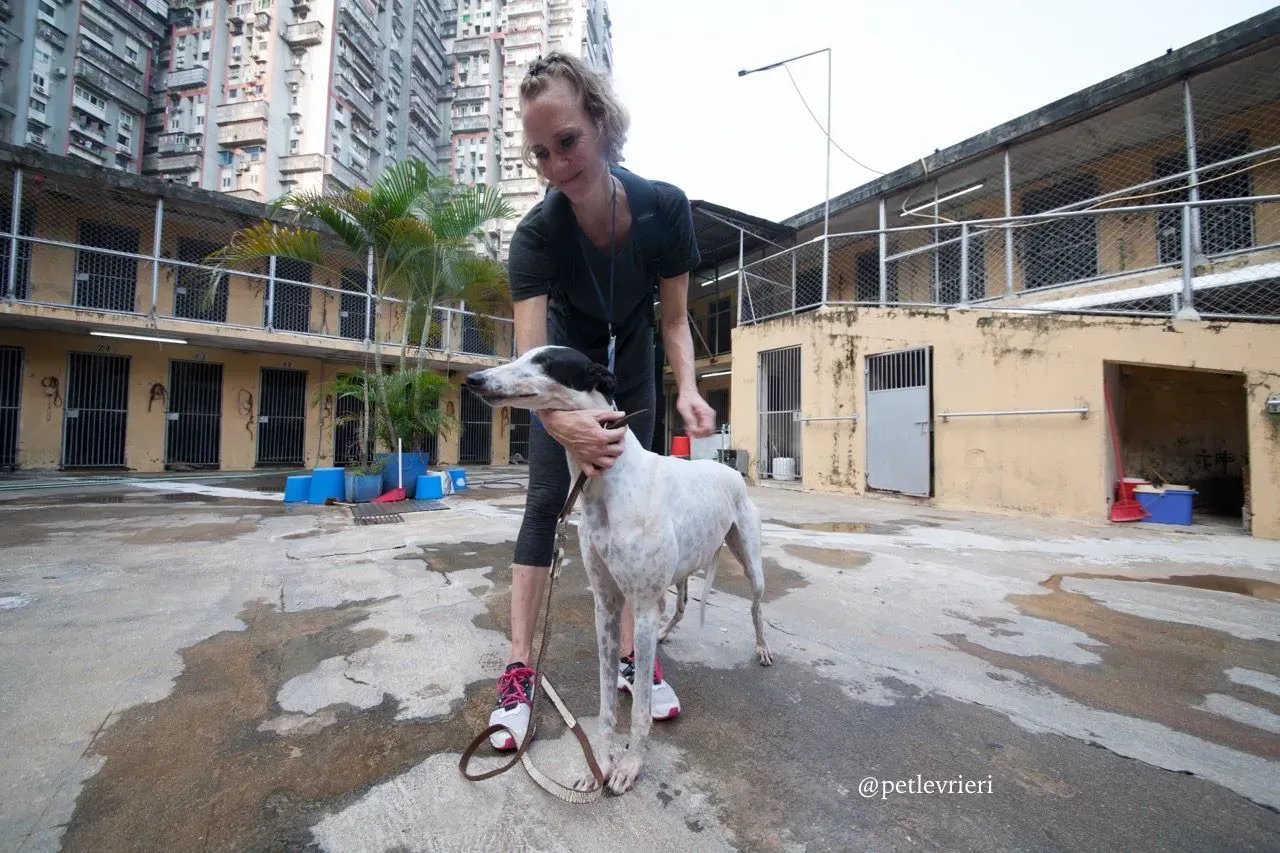 6 louisville swish adozione greyhound macao