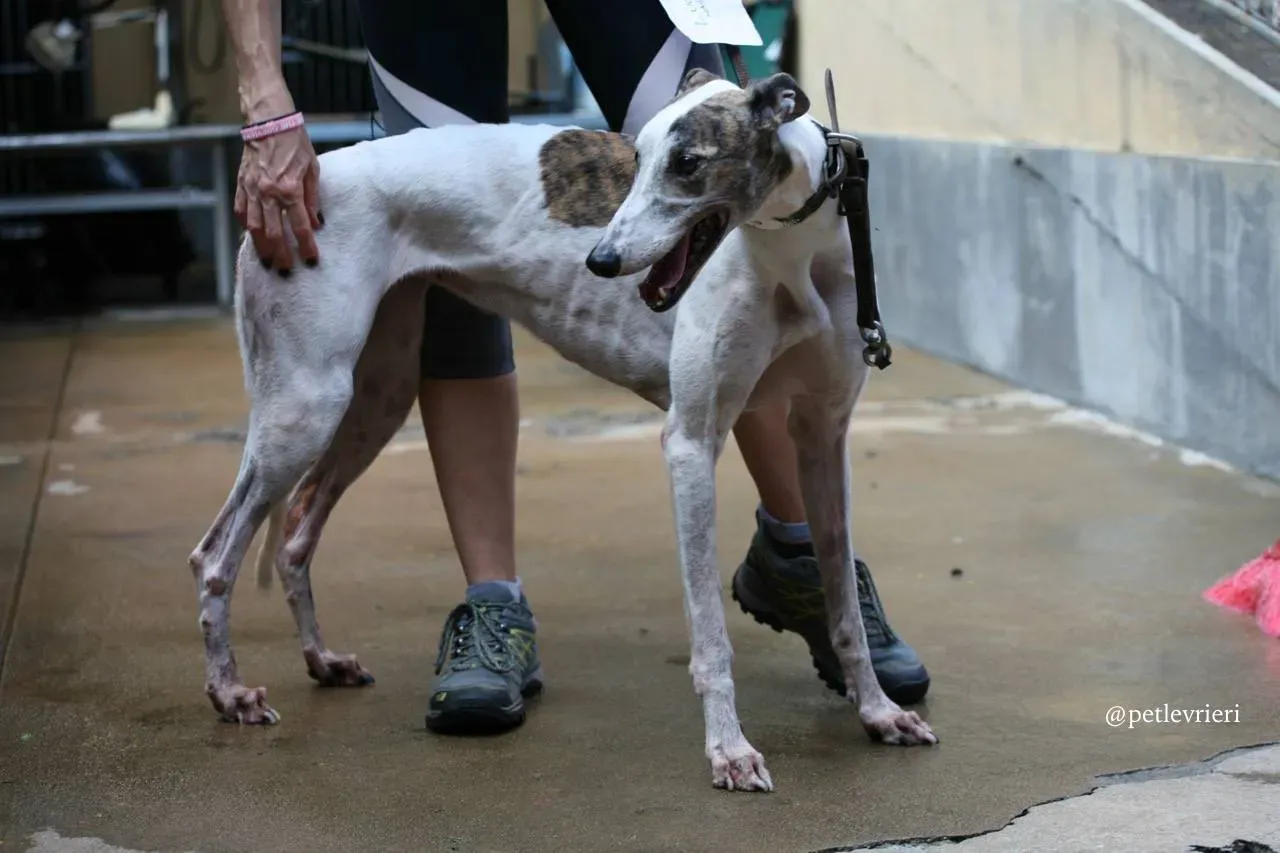 6 lucky fortune adozione greyhound macao