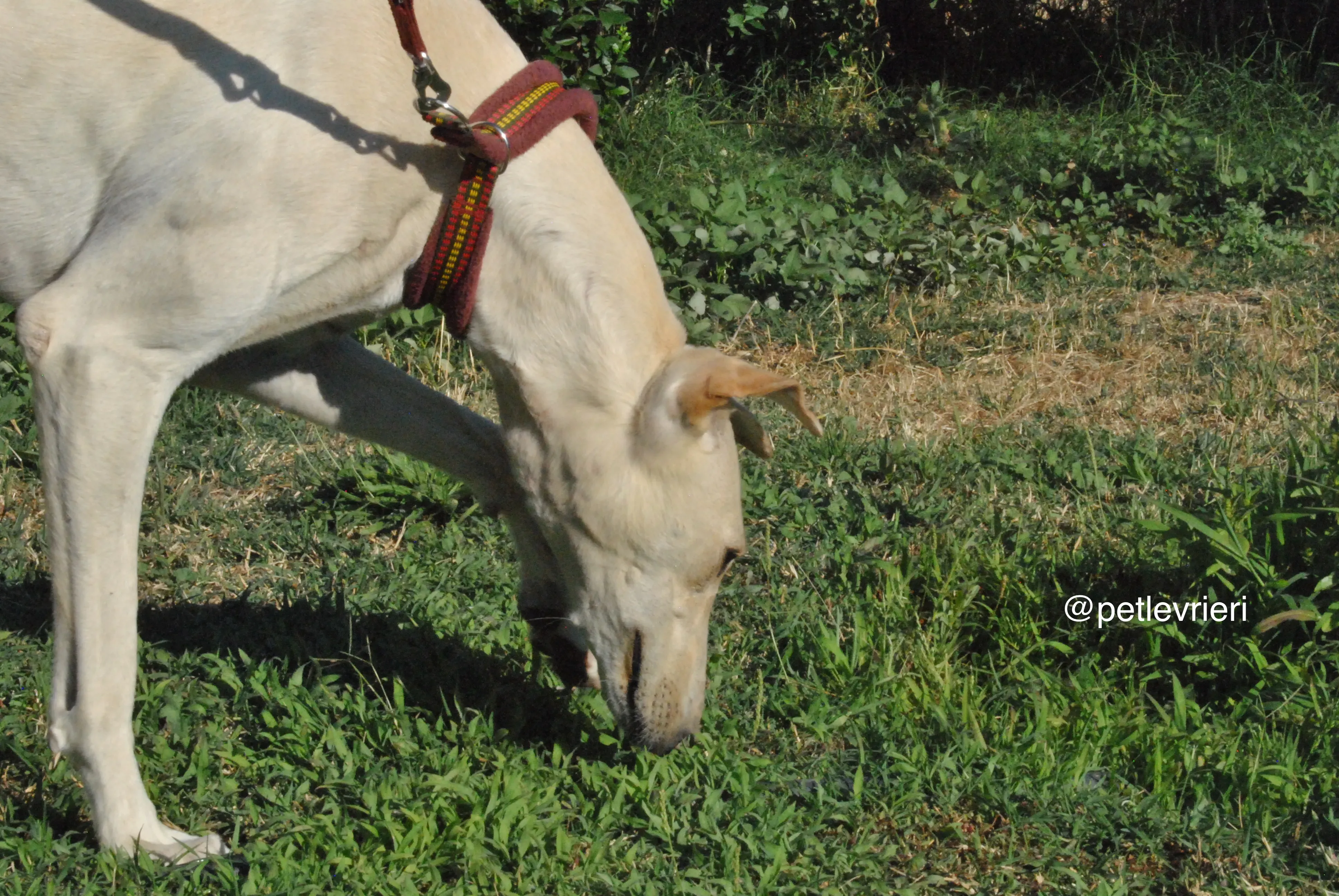 6 mari adozione levrieri galgo