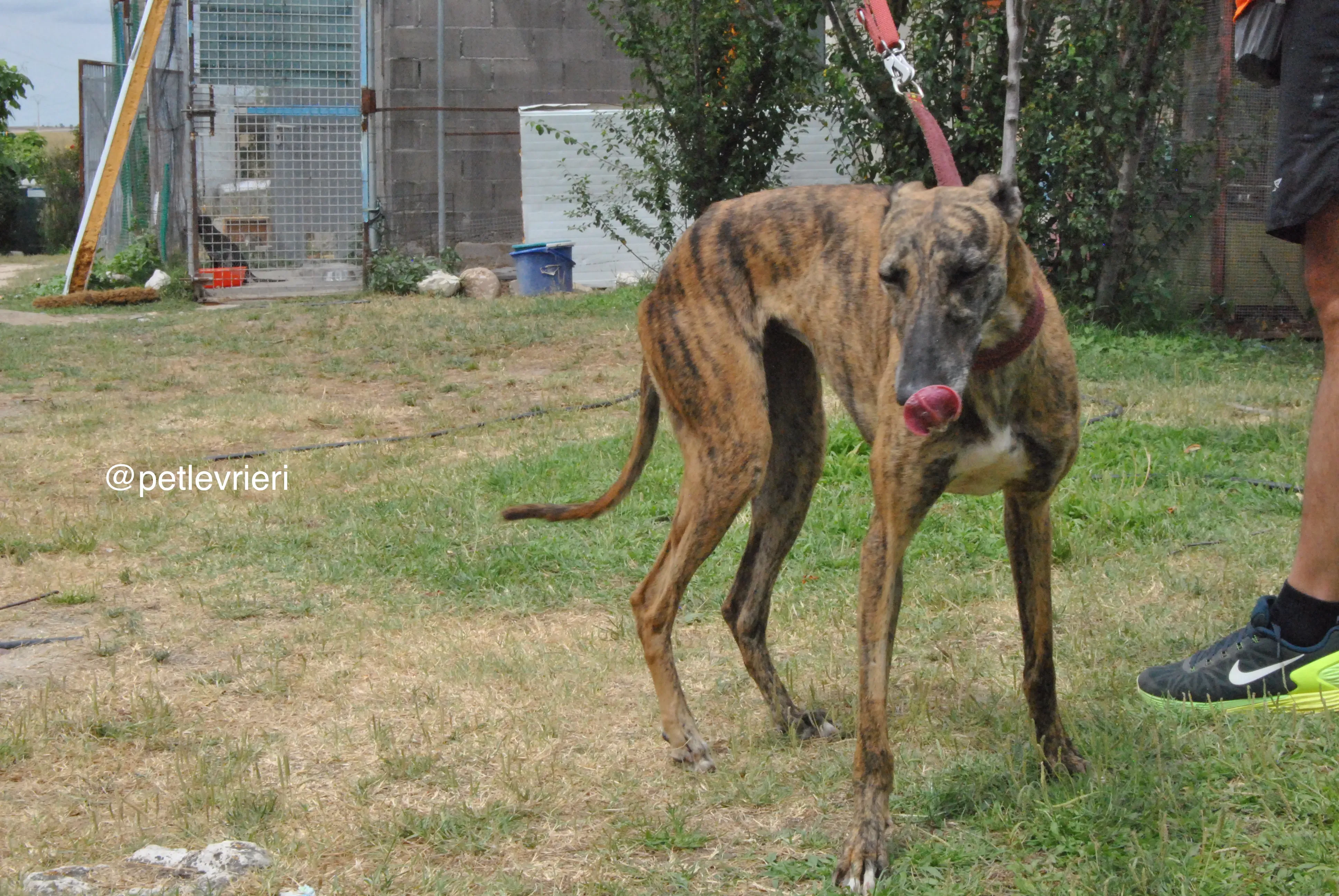 6 meribel adozione levrieri galgo