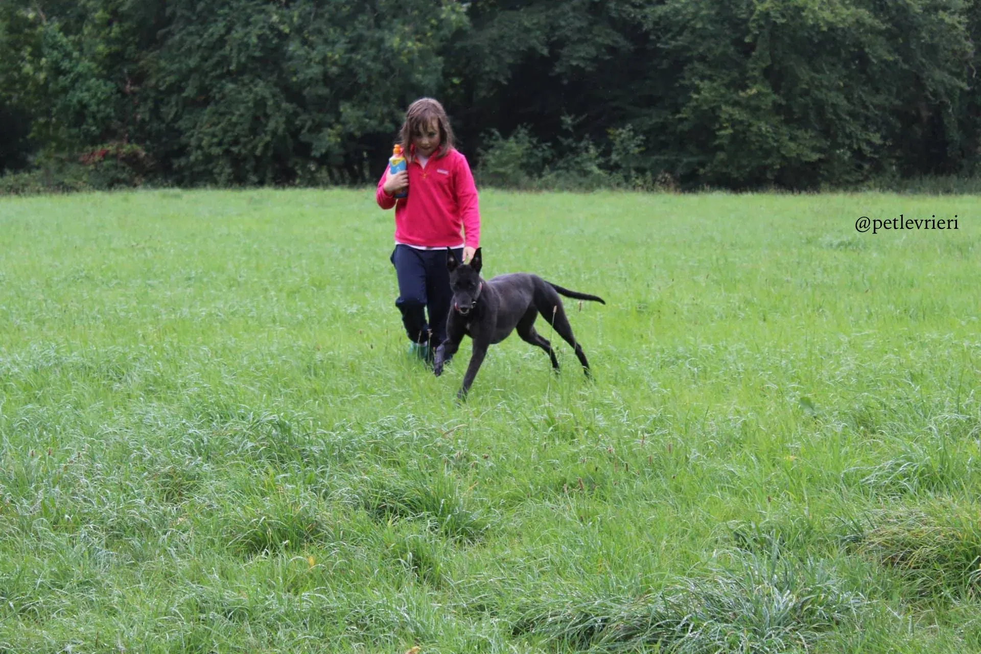 6 mignon adozione levrieri greyhound