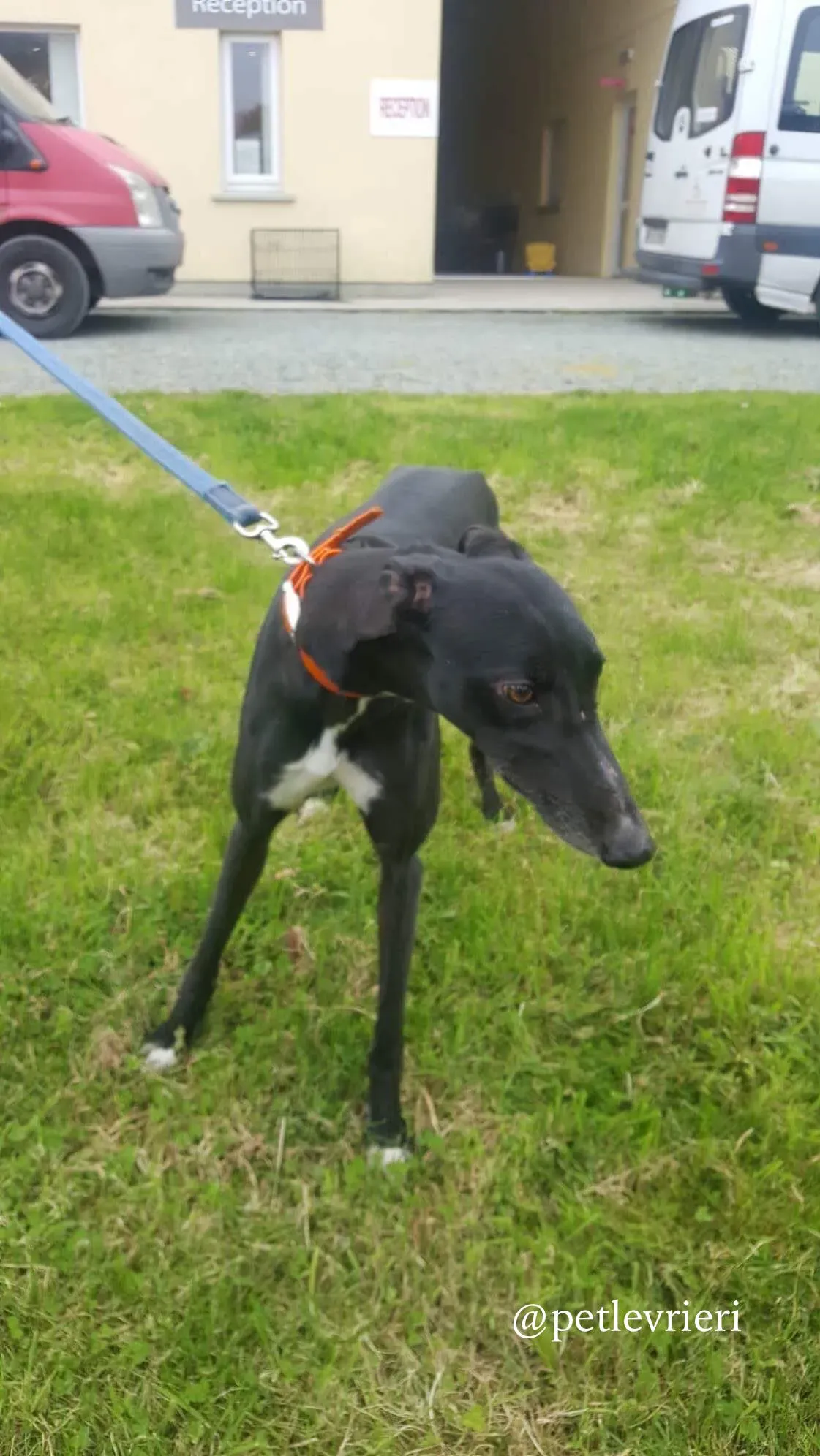 6 miss alice adozione levrieri greyhound