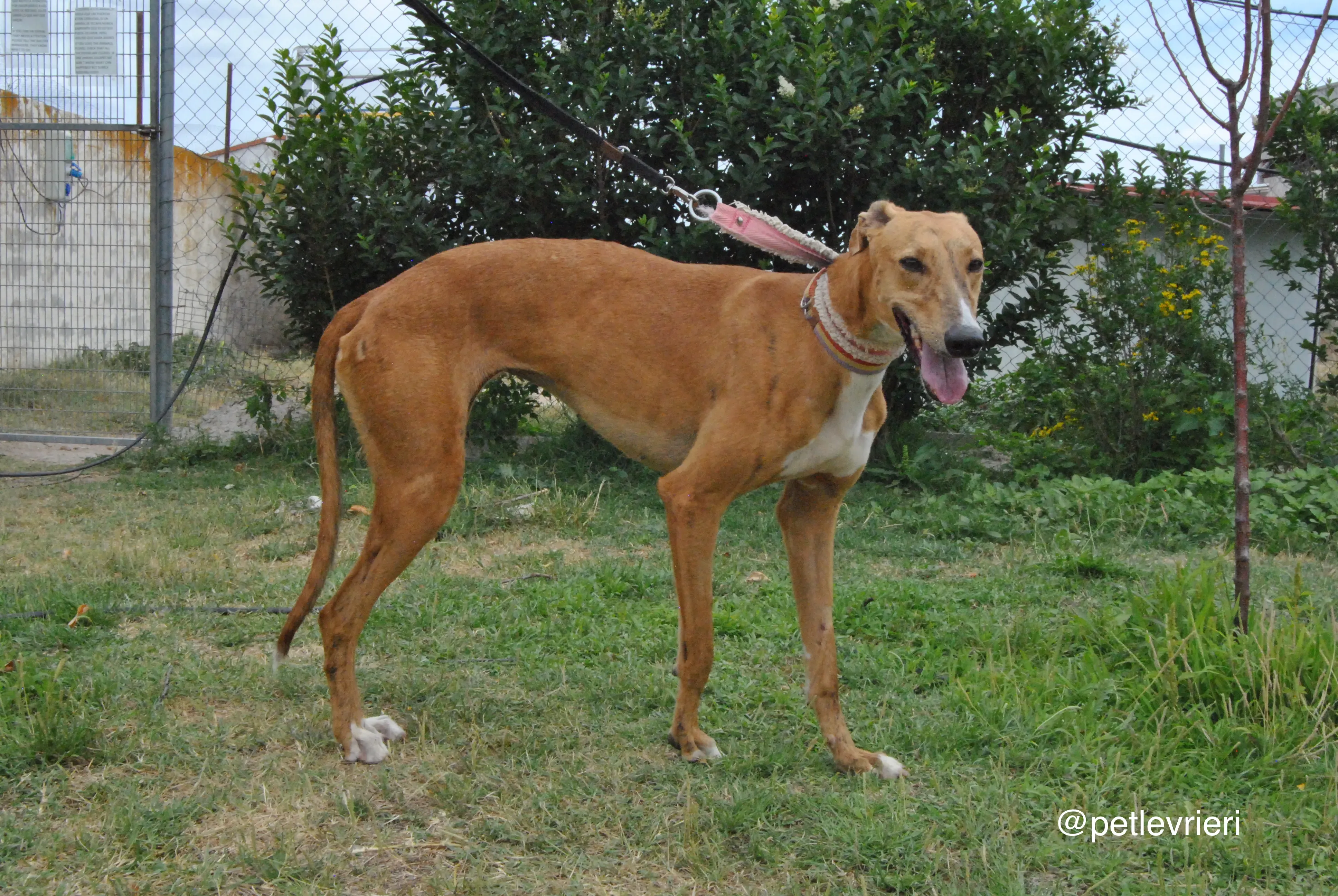 6 monica adozione levrieri galgo