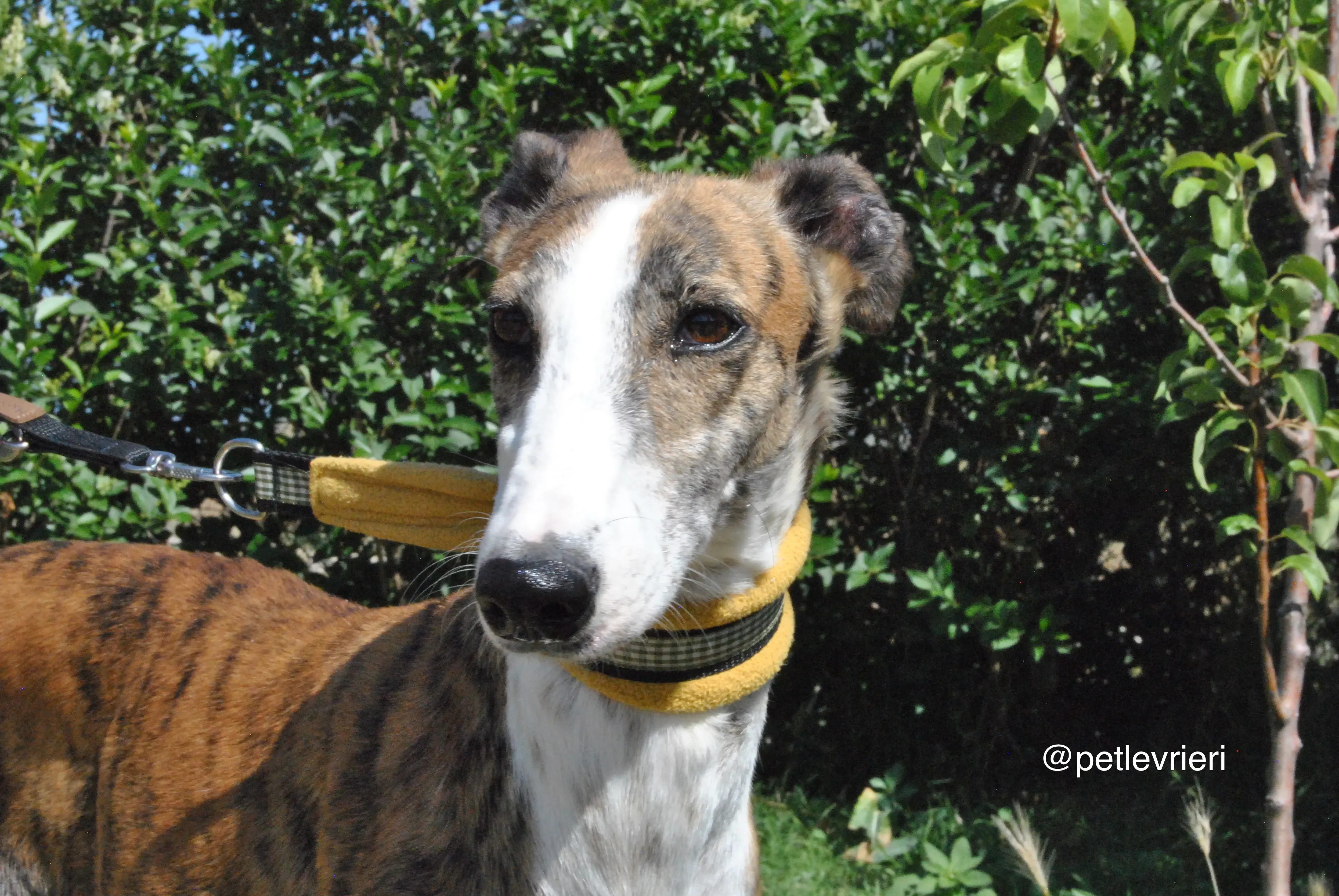 6 mumush adozione levrieri galgo