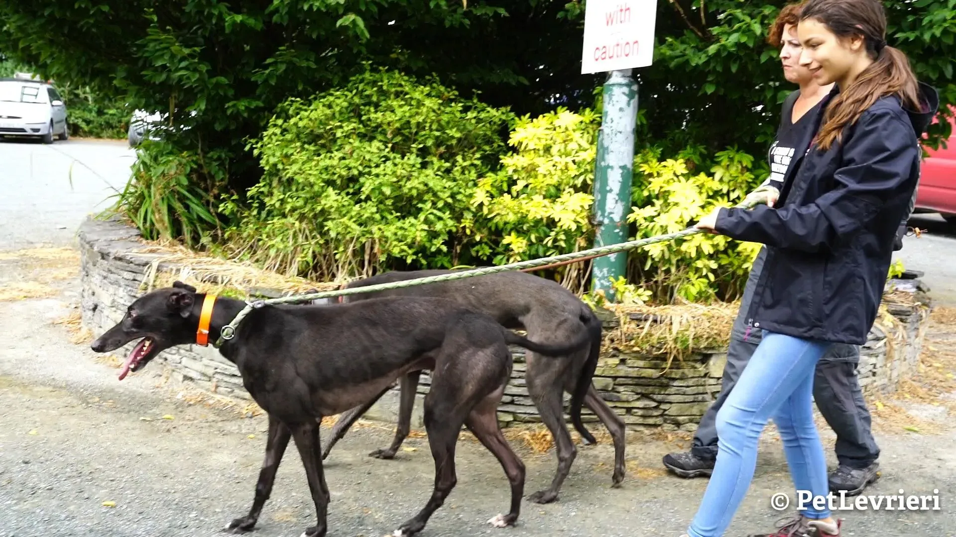 6 murt adozione levrieri greyhound