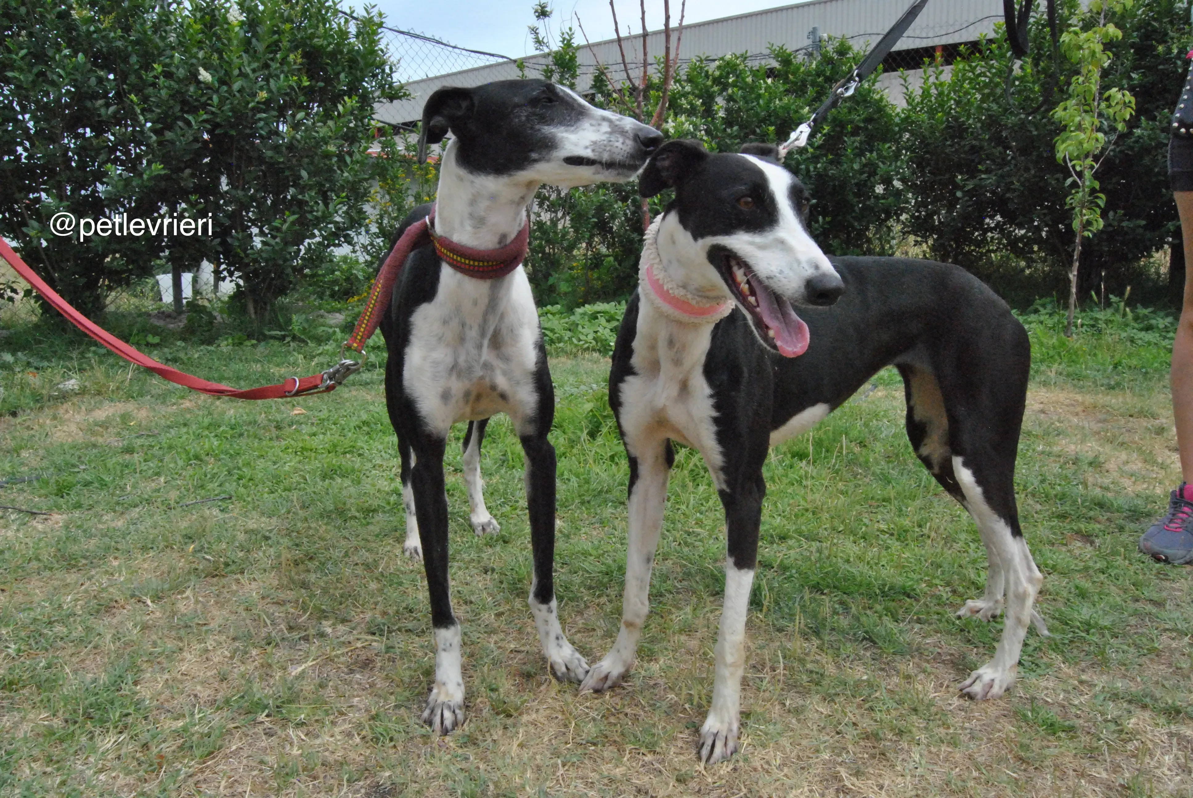 6 olga katarina adozione levrieri galgo