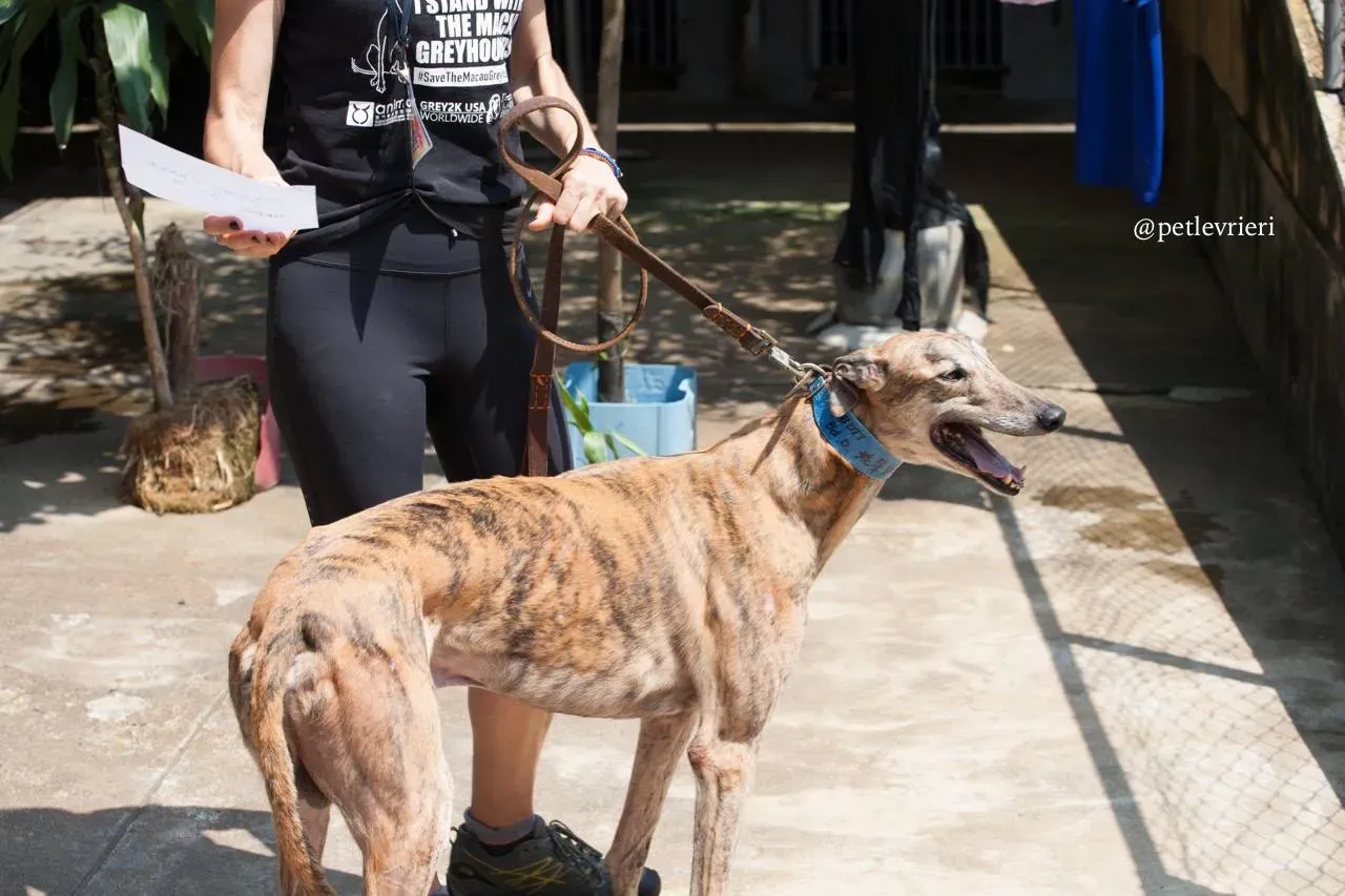 6 oyster chaine adozione greyhound macao