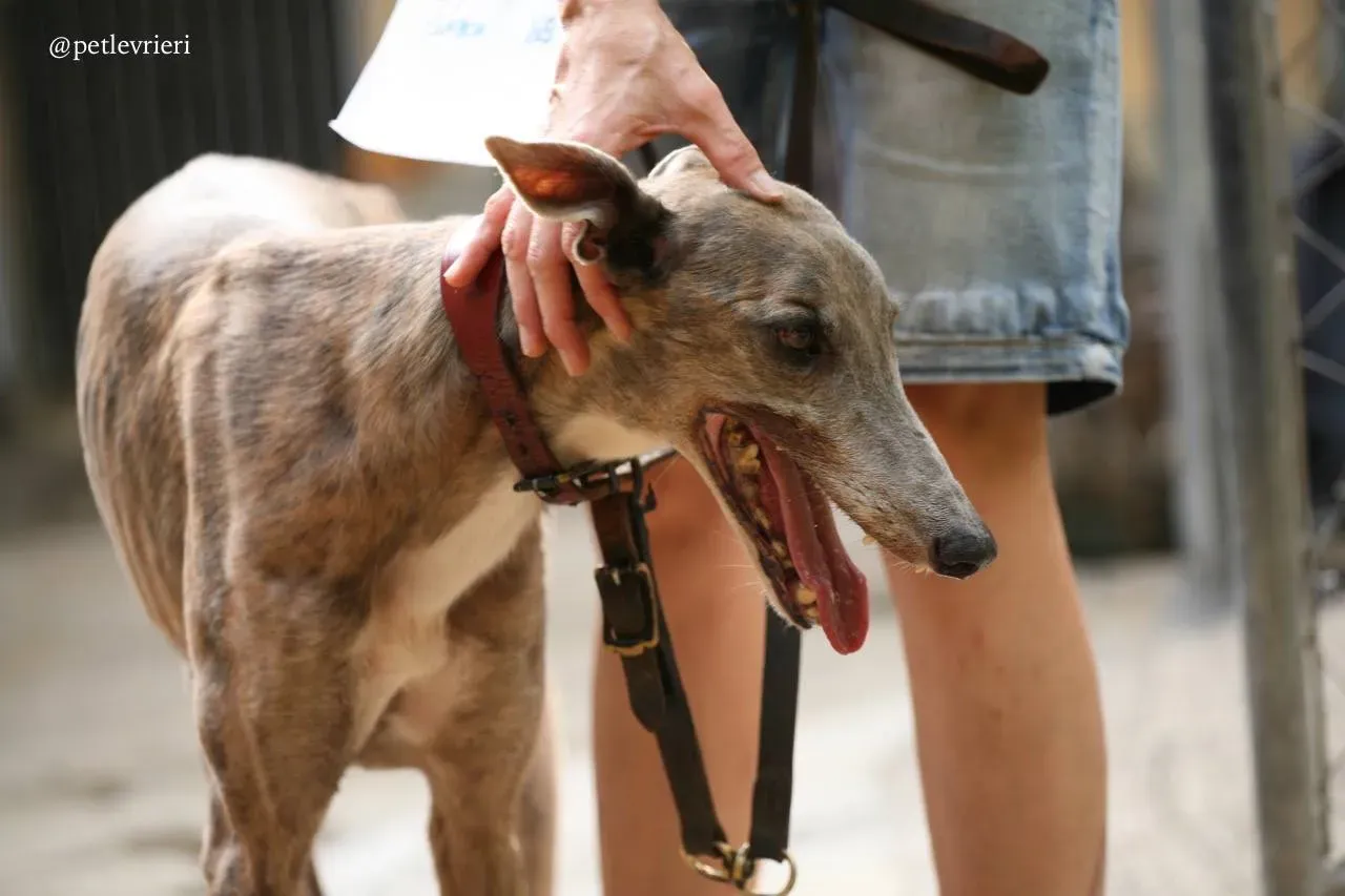 6 oyster crown adozione greyhound macao