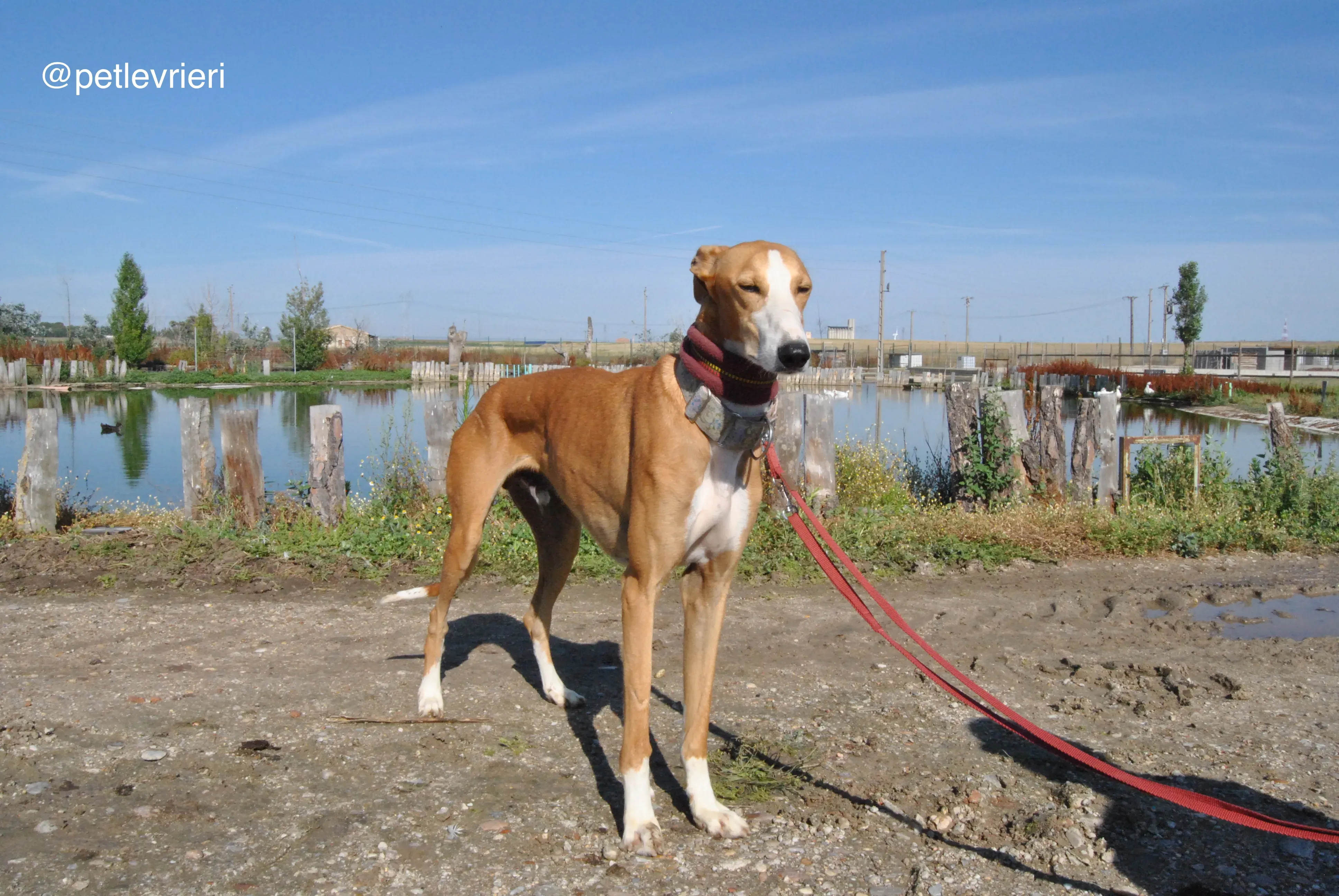 6 patas adozione levrieri galgo