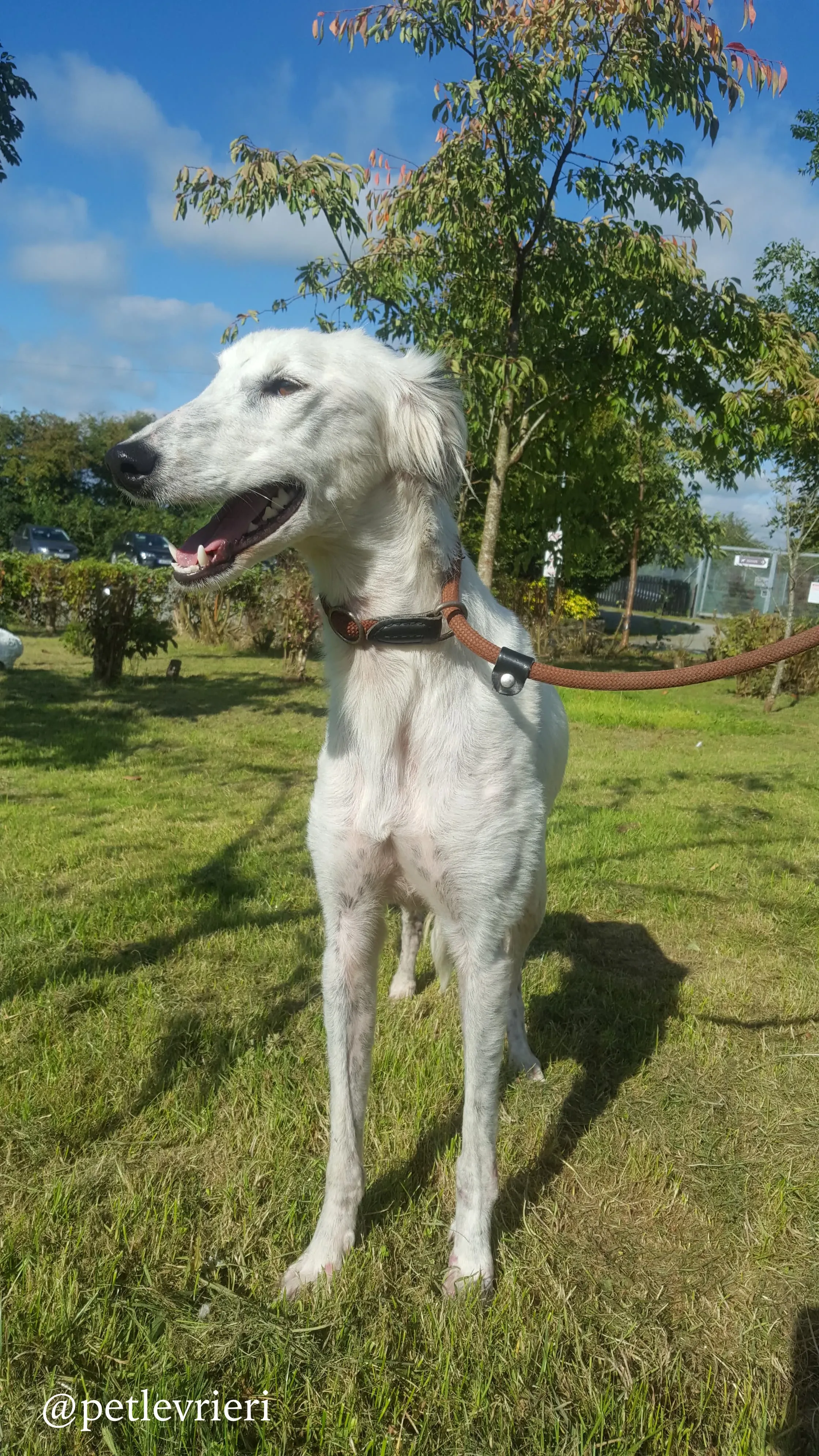 6 pippin adozione levrieri greyhound