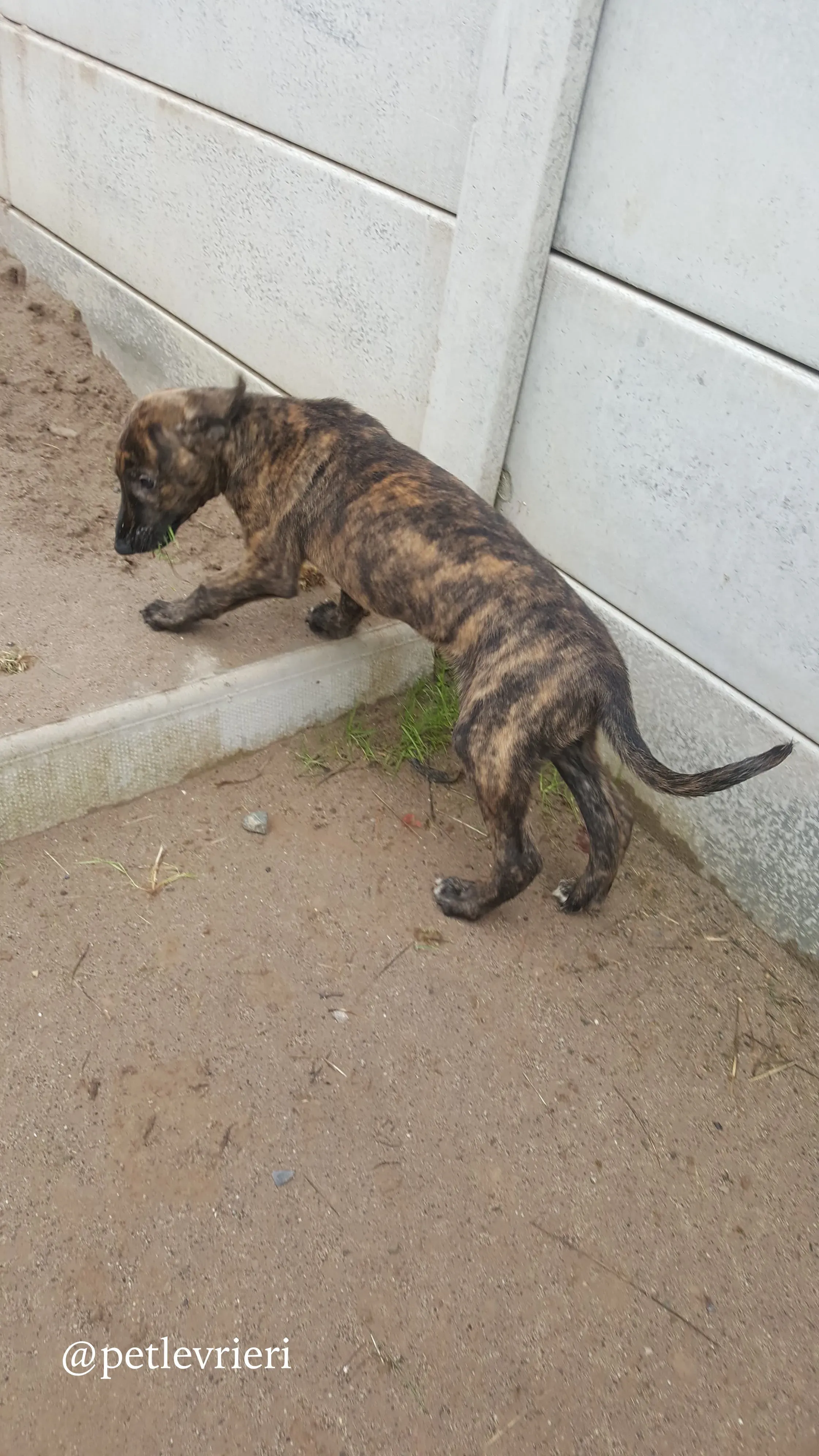 6 puppy adozione greyhound