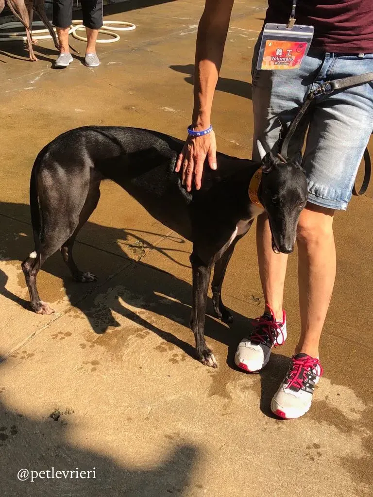 6 rise to me adozione greyhound macao