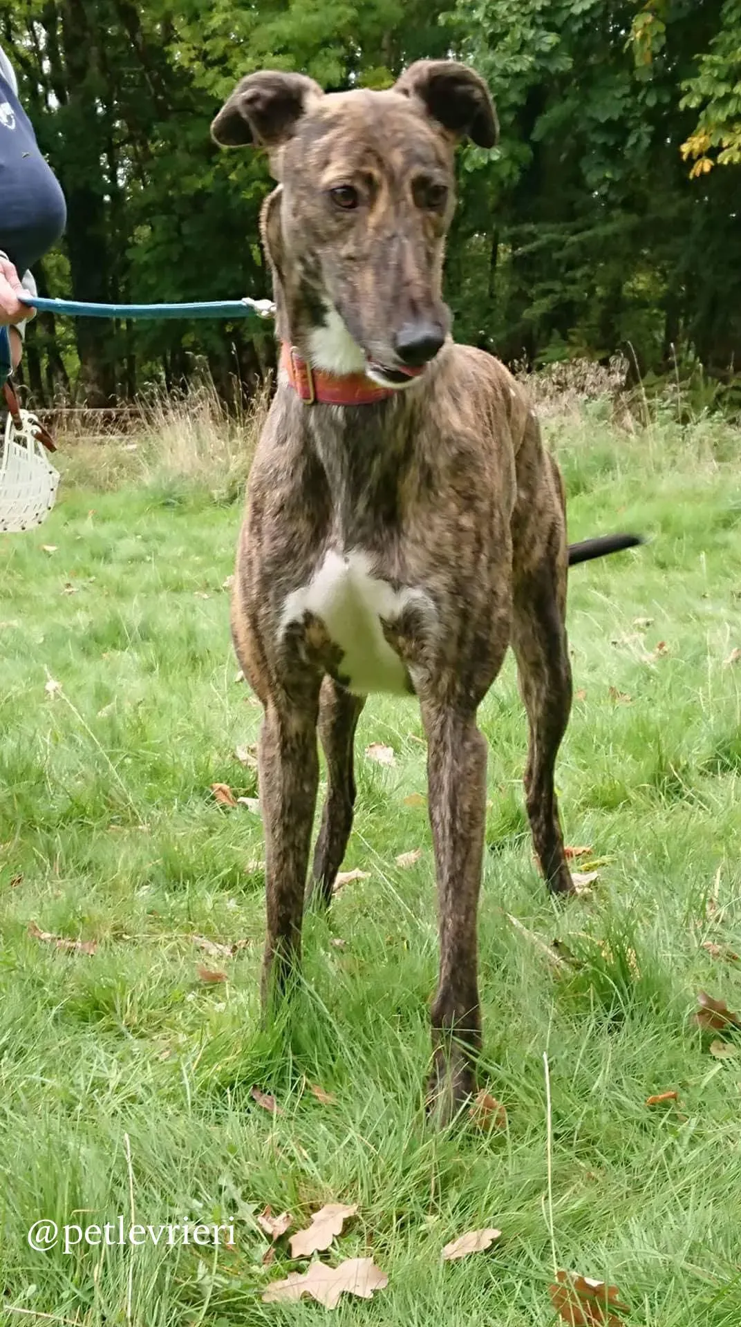 6 rodney adozione levrieri greyhound