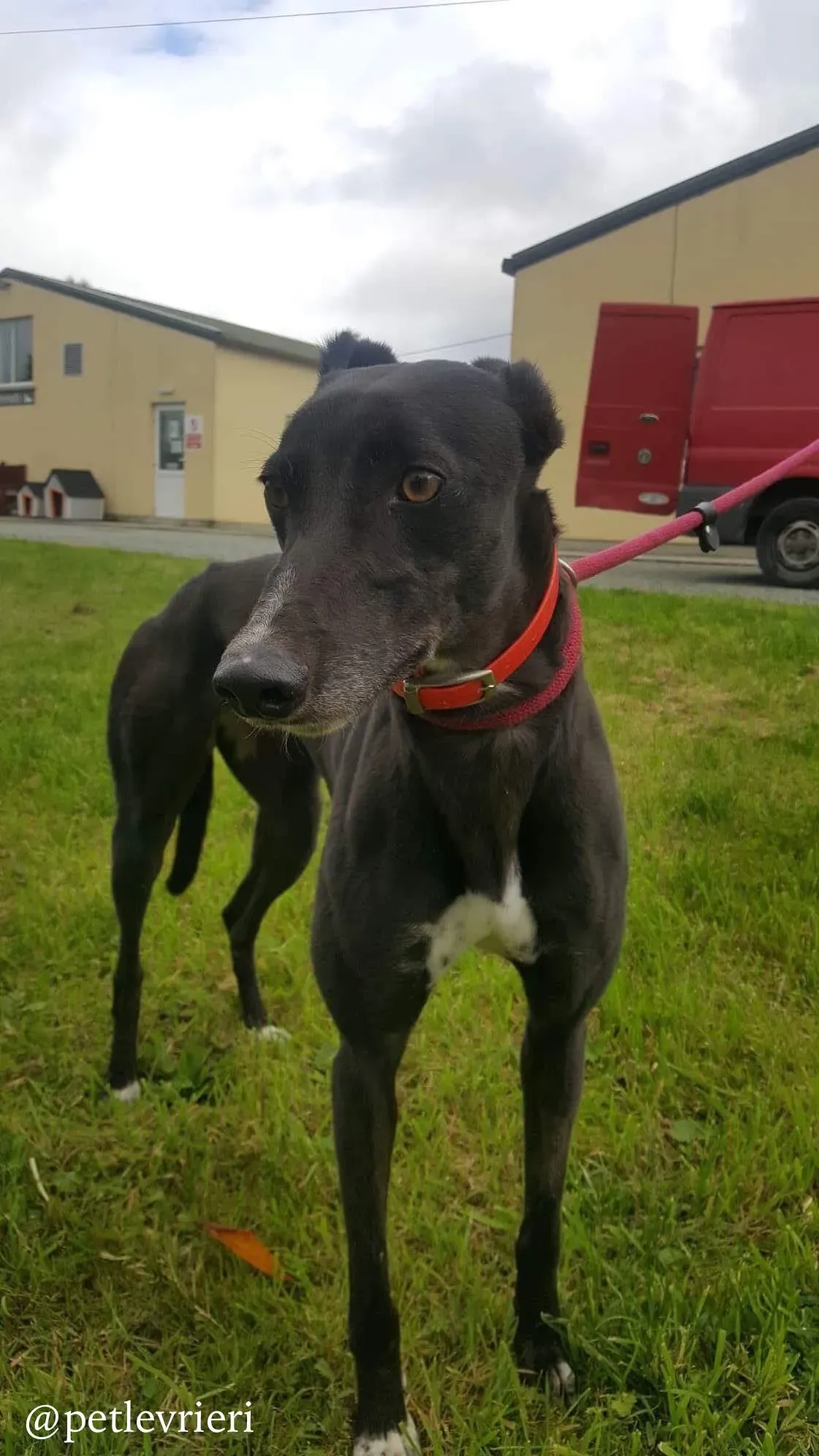 6 rosie adozione levrieri greyhound
