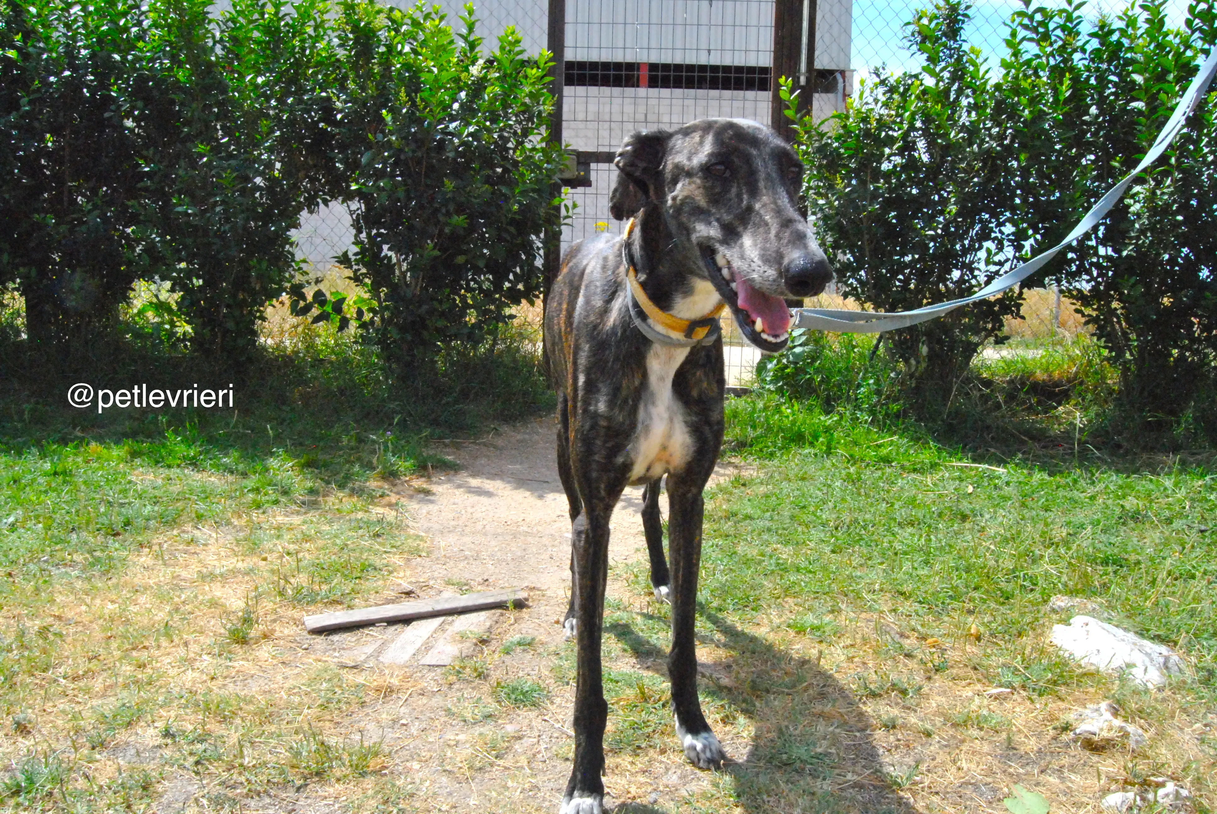 6 sasha adozione levrier galgo 1