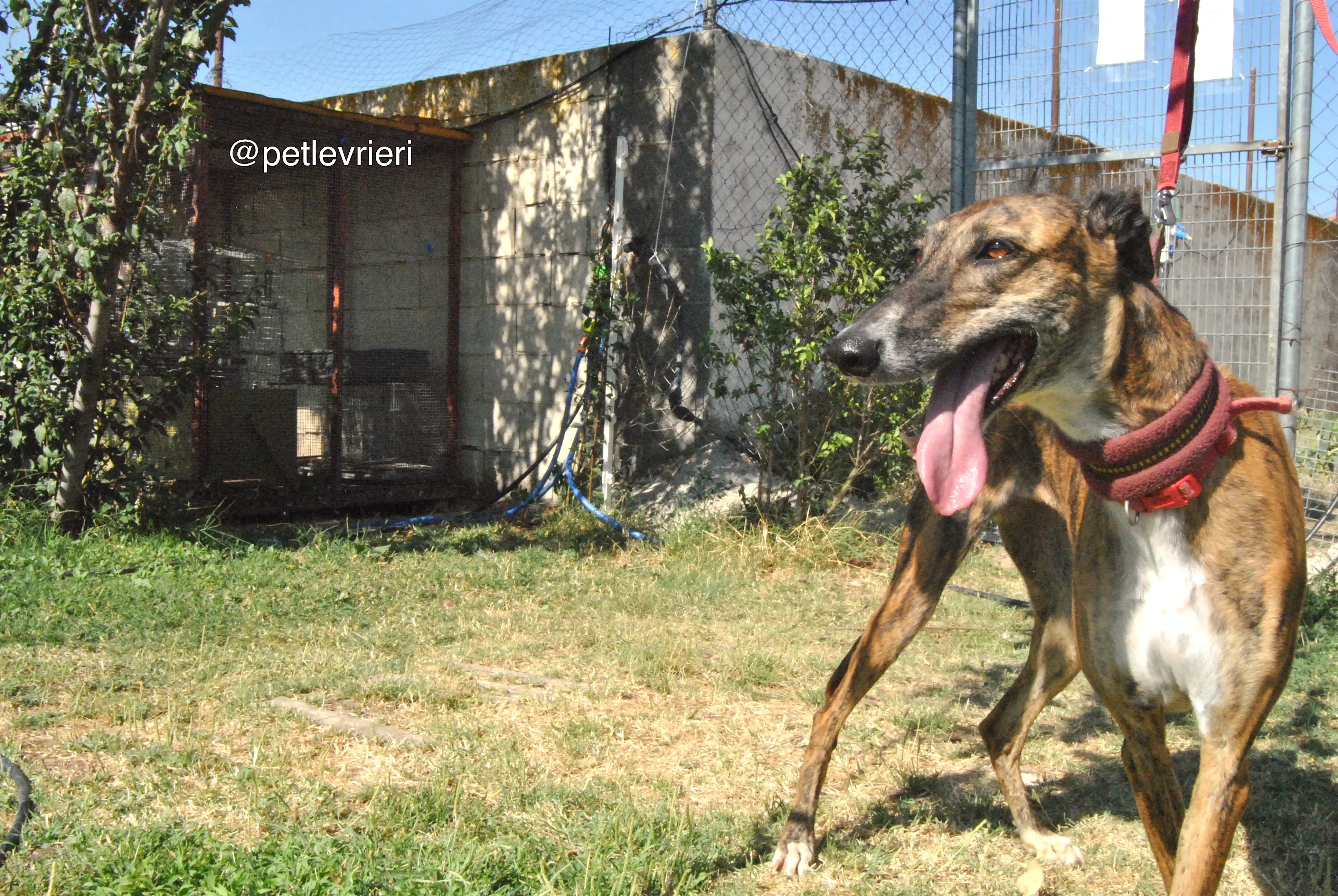 6 sevillana adozione levrieri galgo