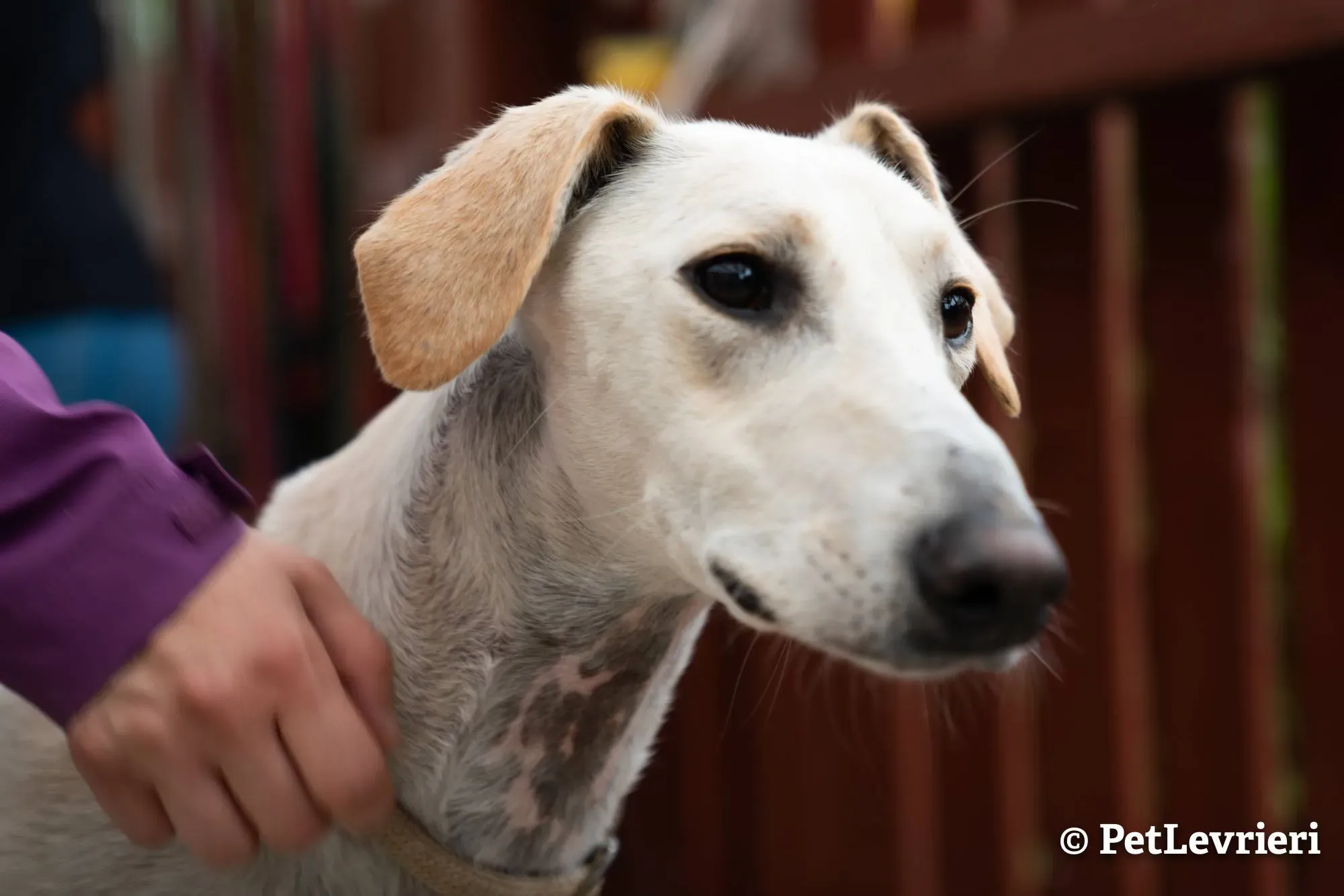 6 snowman adozione levrieri greyhound