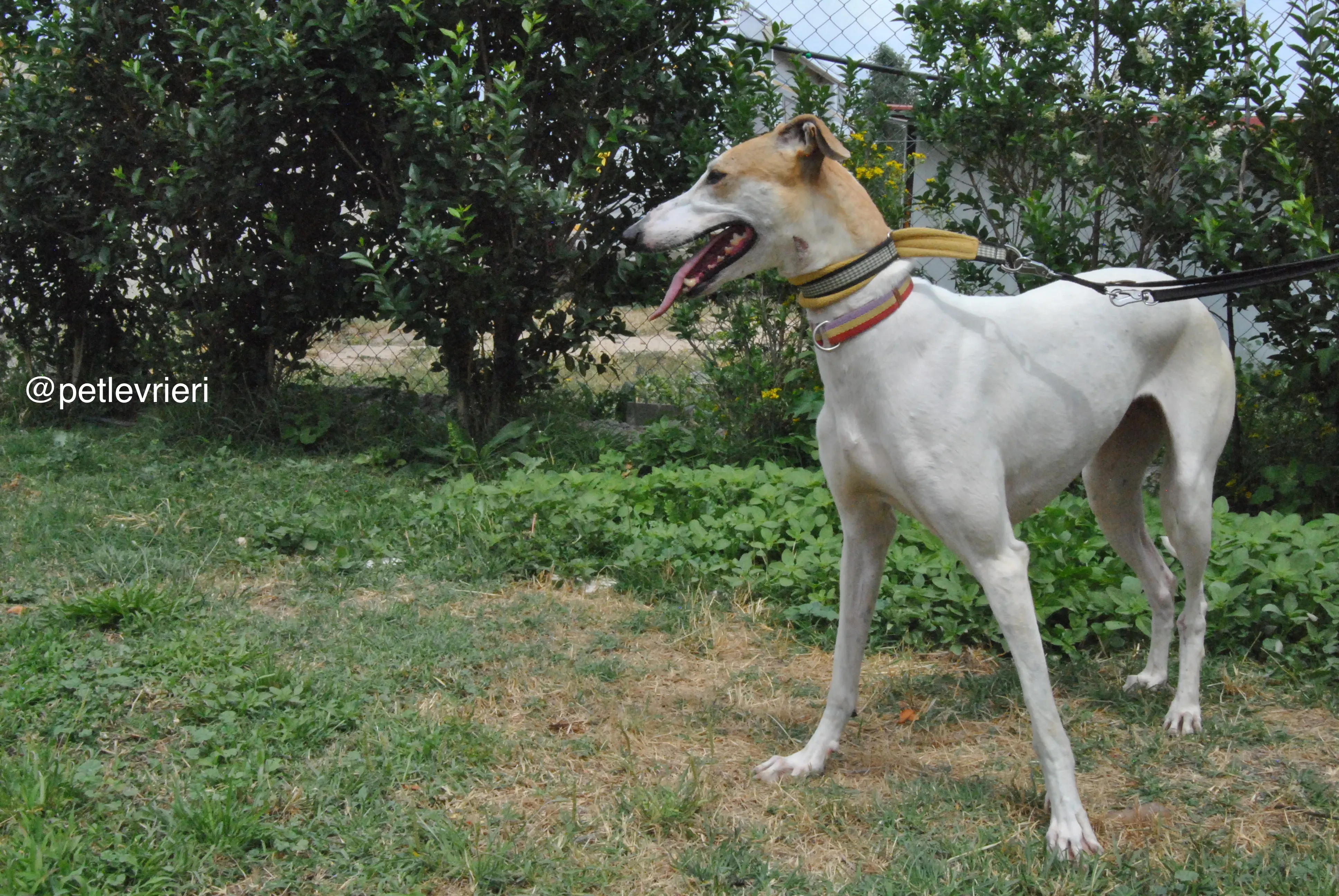 6 soda adozione levrieri galgo
