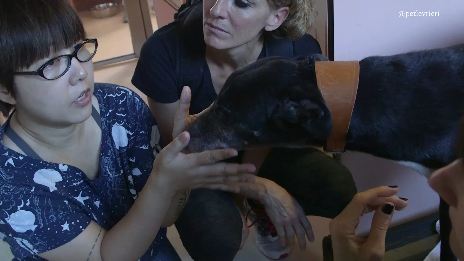 6 sparky adozione greyhound macao