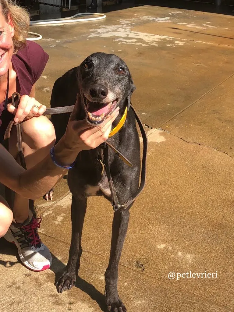 6 sprite point adozione greyhound macao