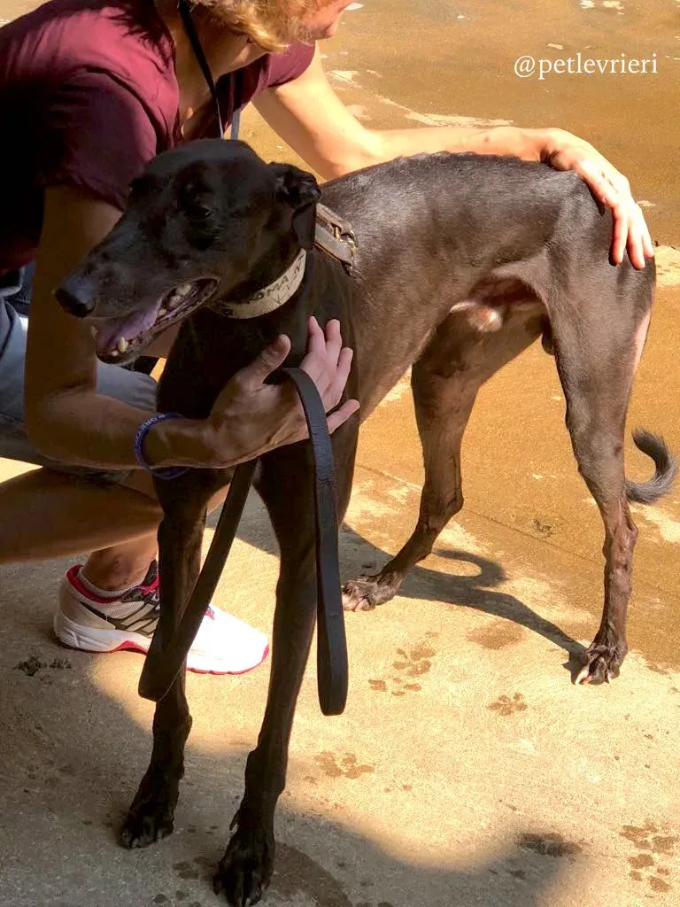 6 spritely keroma adozione greyhound macao