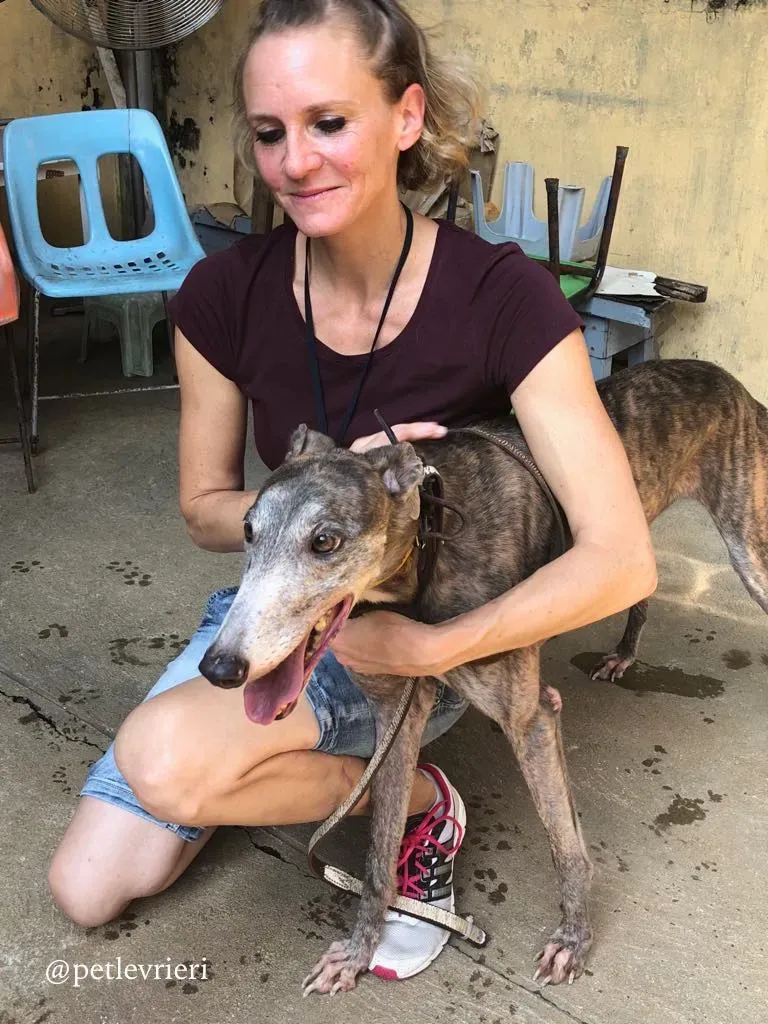 6 sure outstanding adozione greyhound macao