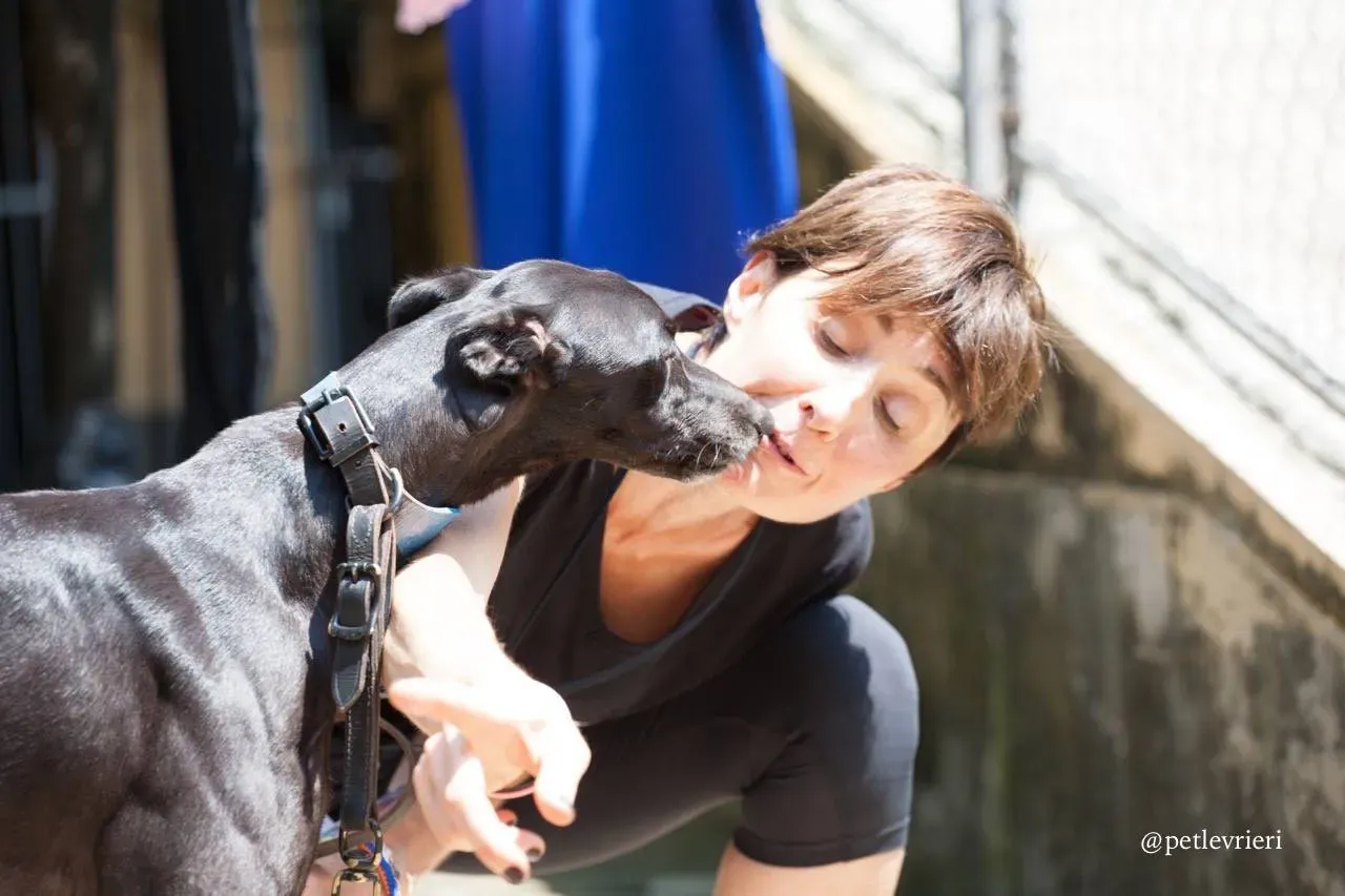 6 sweet choice adozione greyhound macao