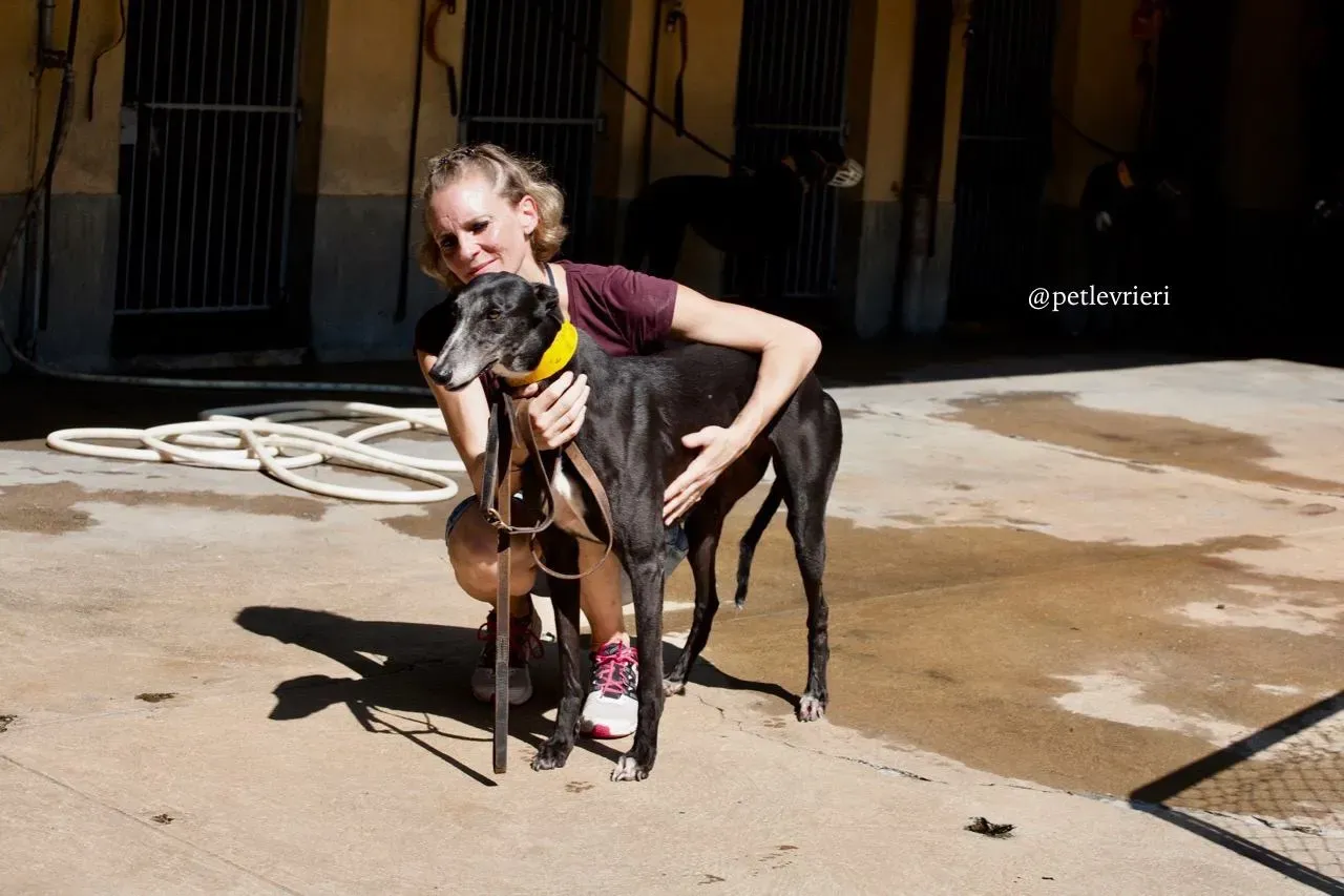 6 tiger tahlia adozione greyhound macao