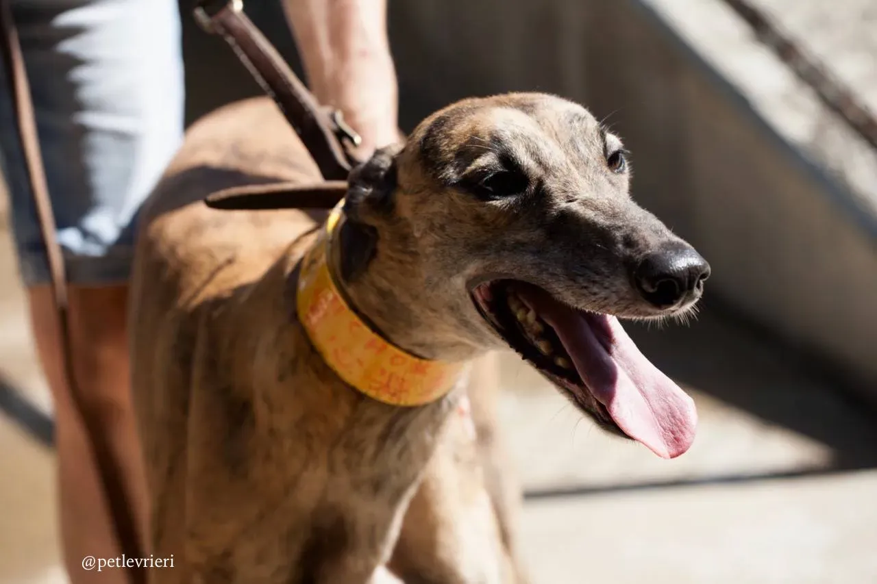 6 tron thing adozione greyhound macao